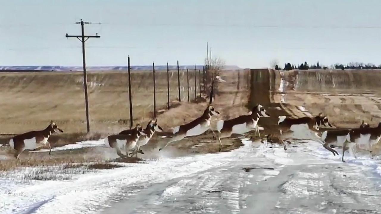 Antelopes 2020 movie scene