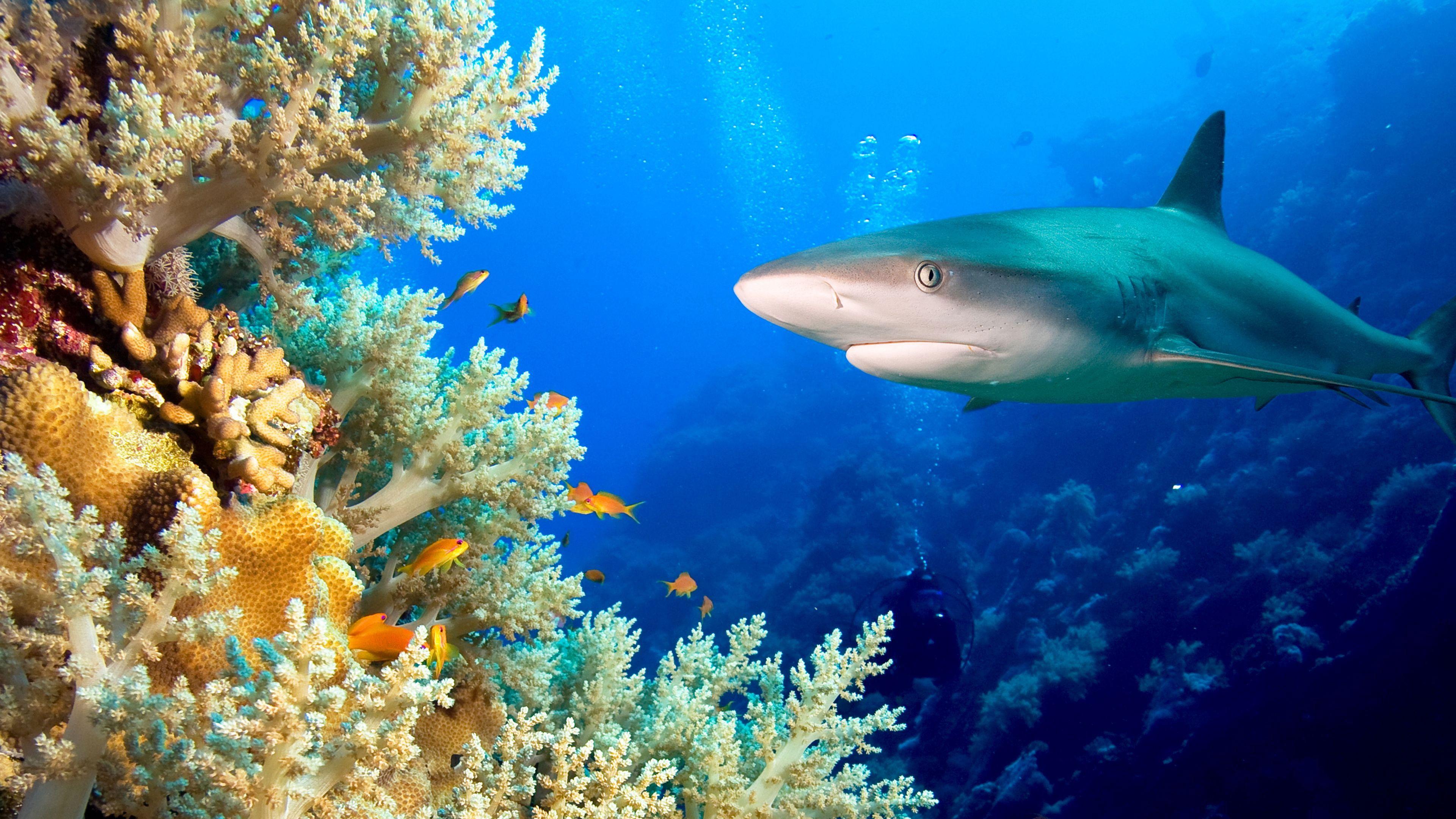 Journey to Shark Eden 2010 movie scene