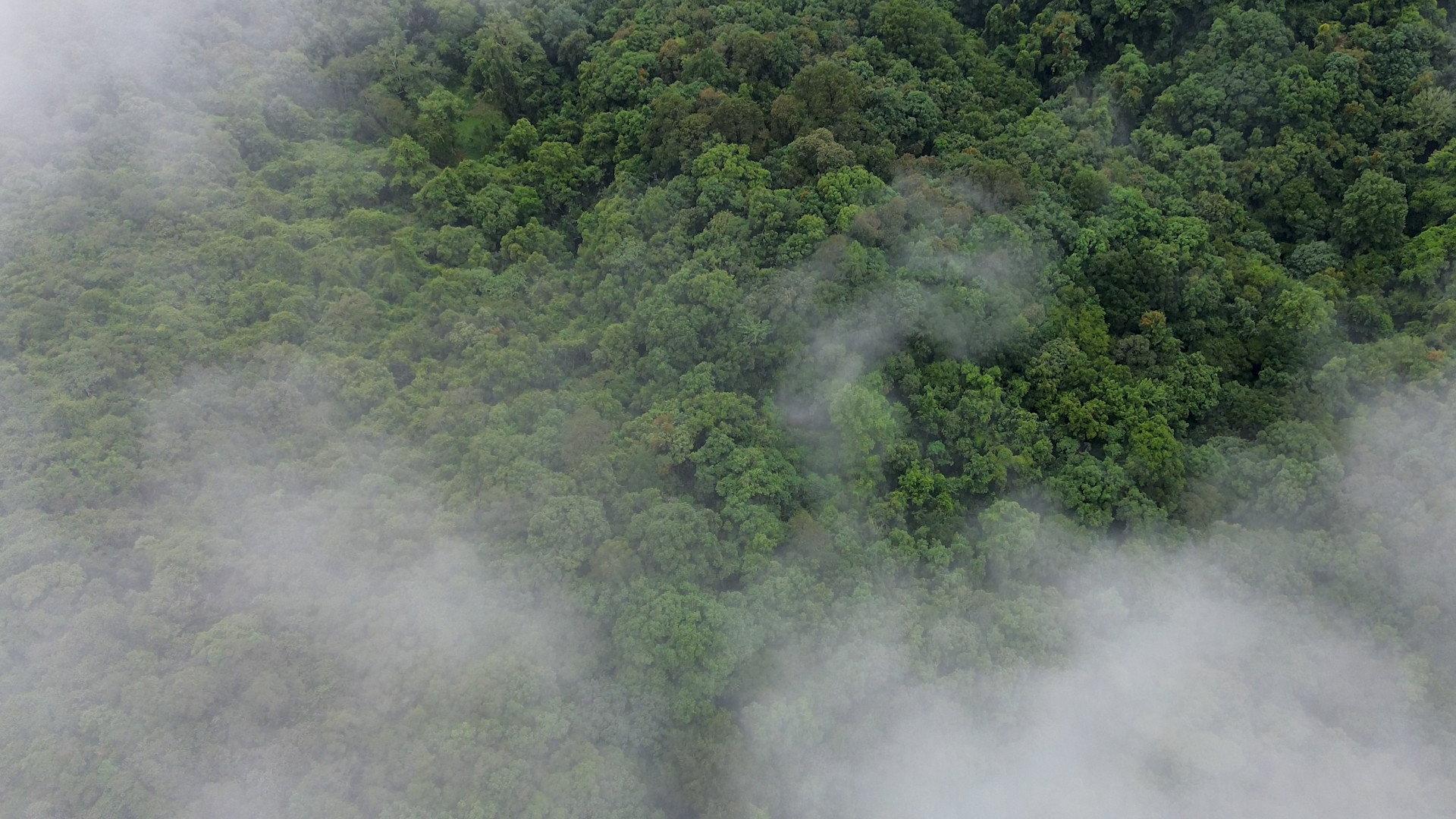 El bosque entre la niebla 2024 movie scene
