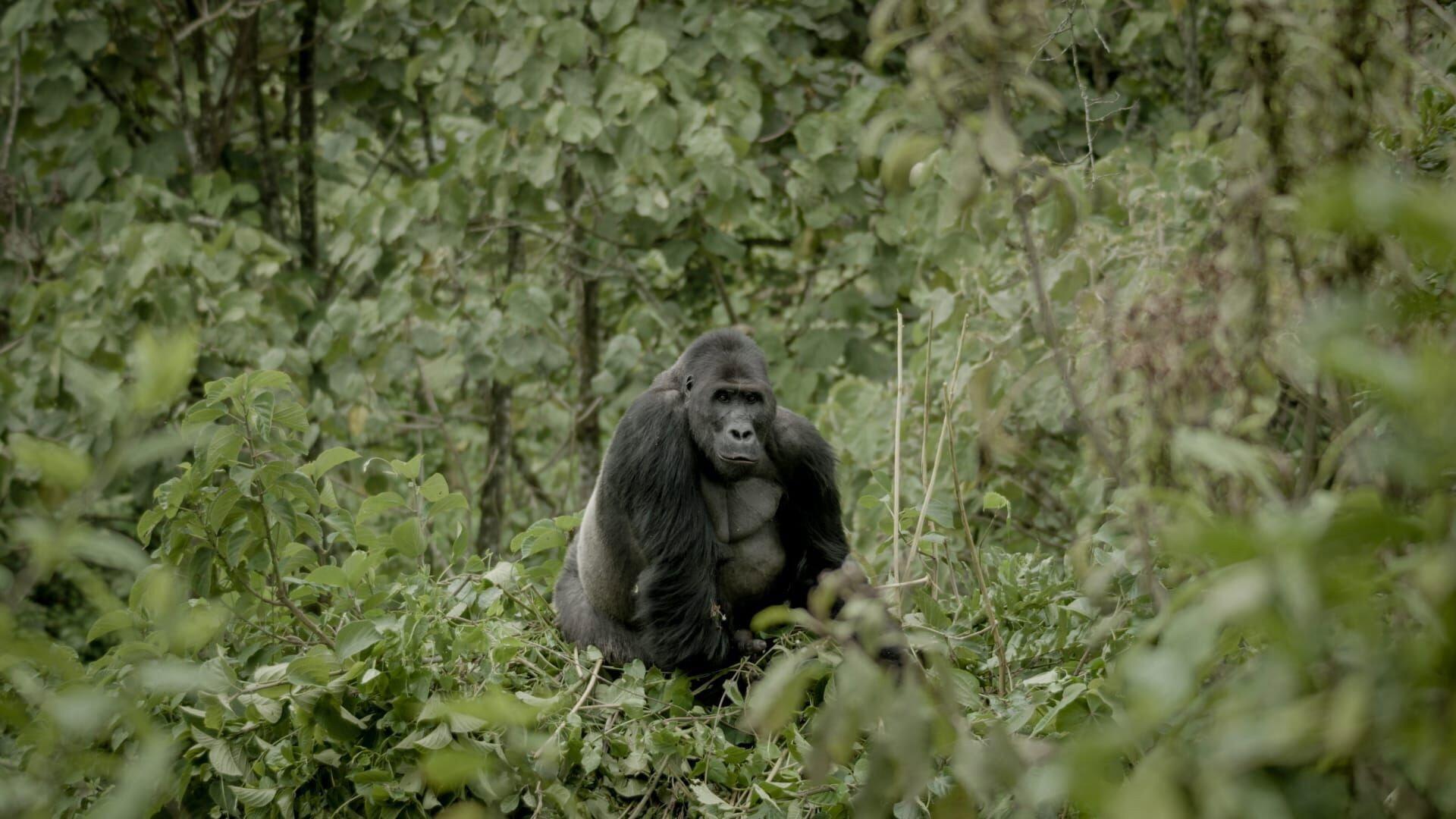 Silverback 2024 movie scene