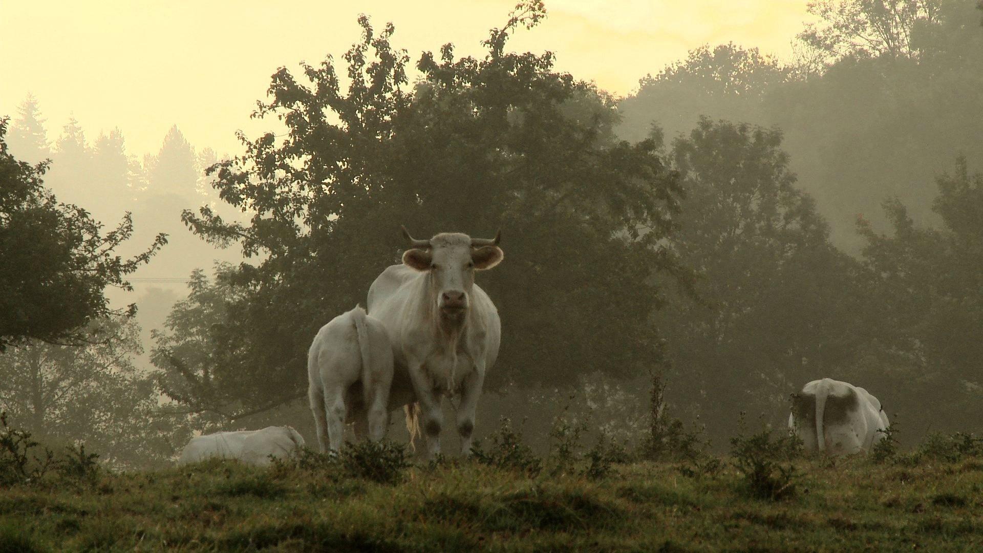 Bovines 2012 movie scene