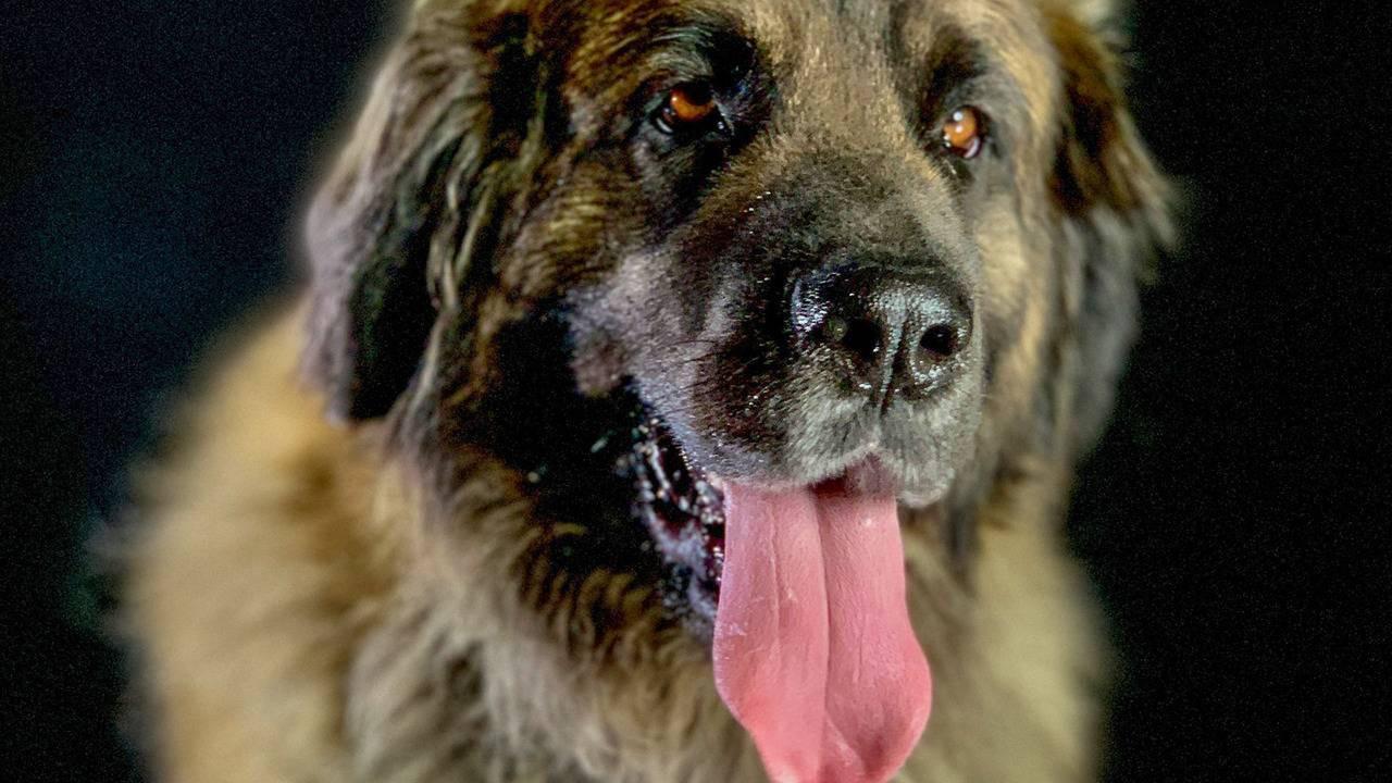 How dogs conquered the world 2020 movie scene