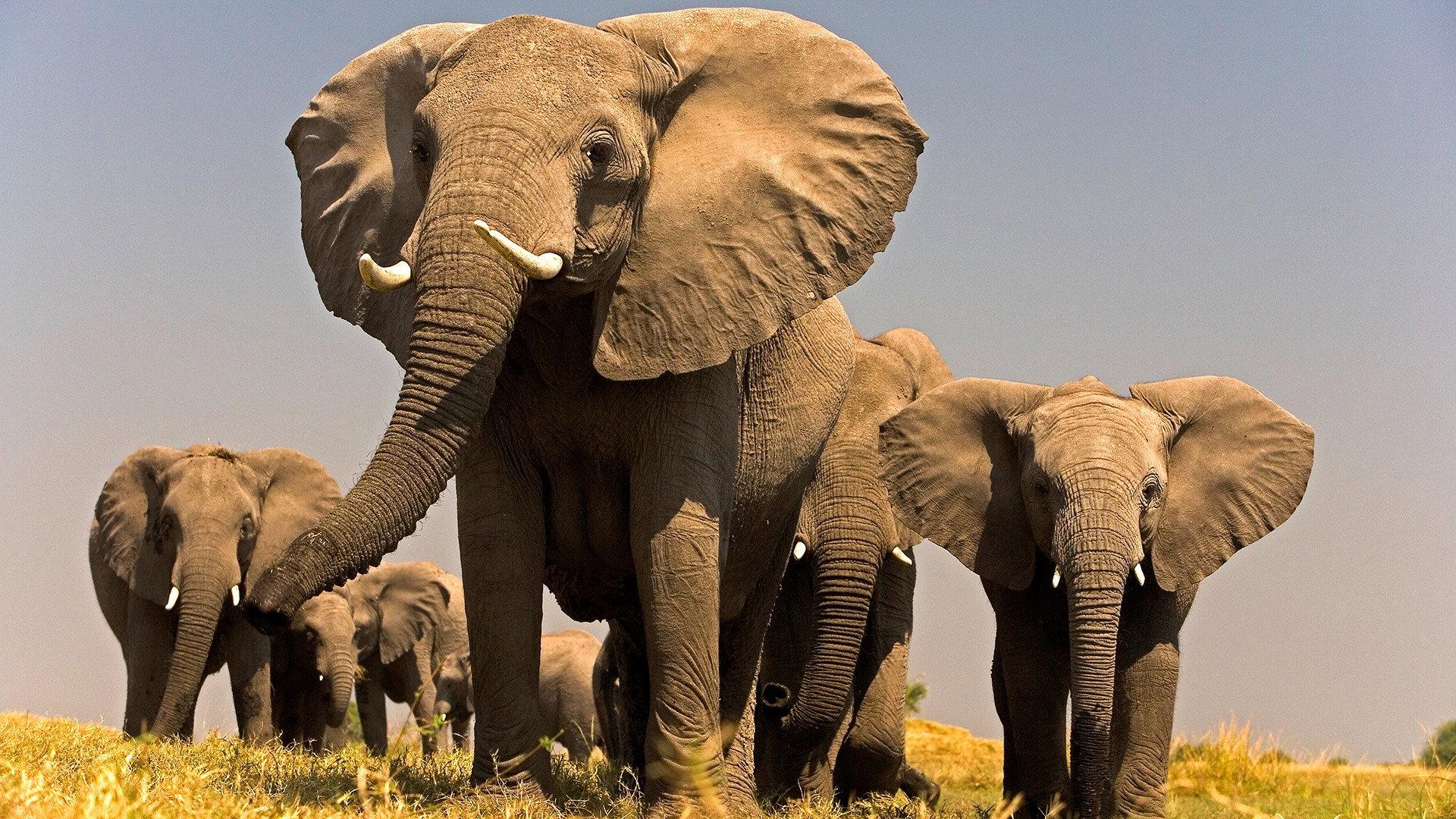 Soul of the Elephant 2015 movie scene