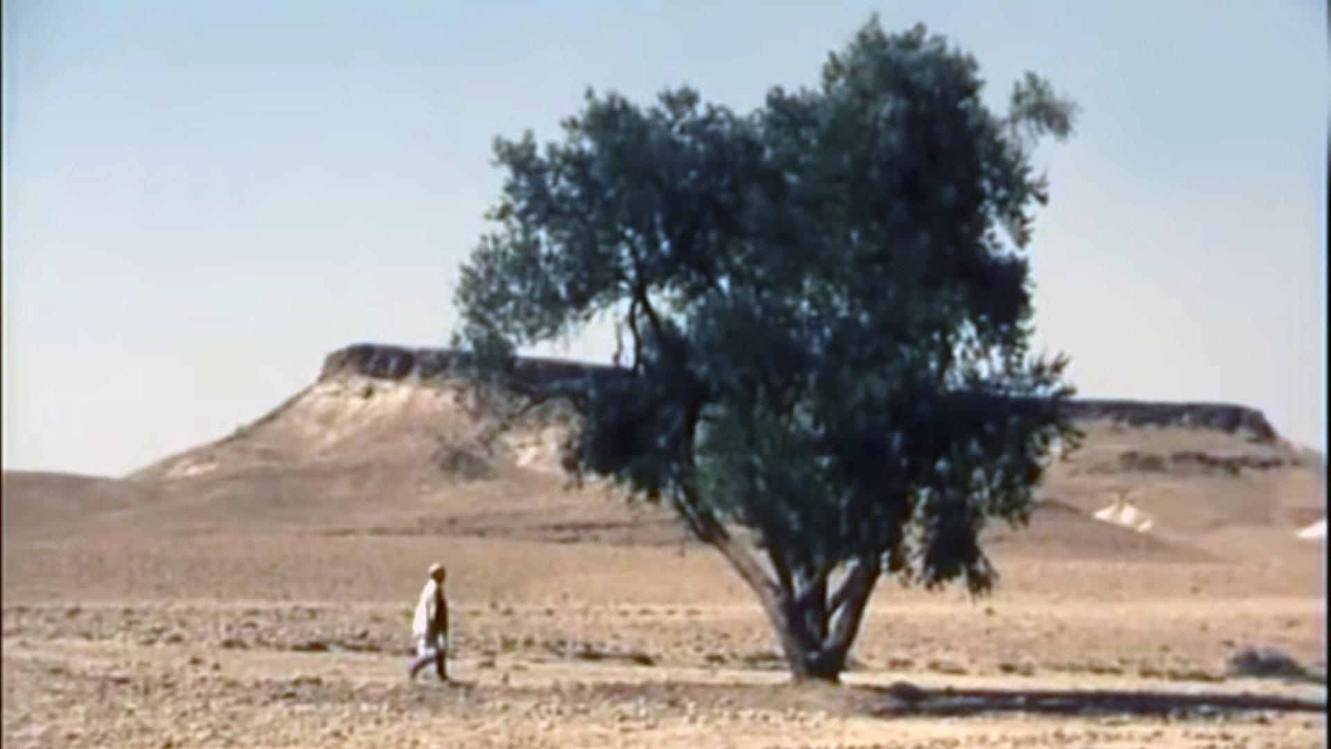 The Olive Tree of Boul'hivet 1978 movie scene