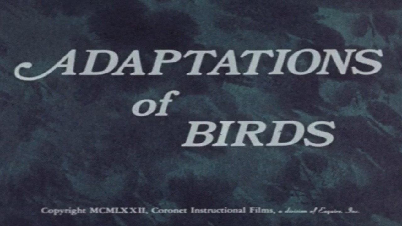 Adaptations of Birds 1972 movie scene