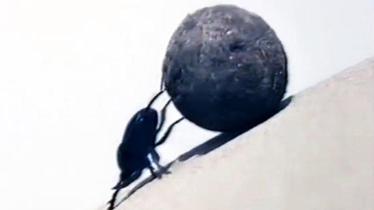 Dung Beetles 1982 movie scene