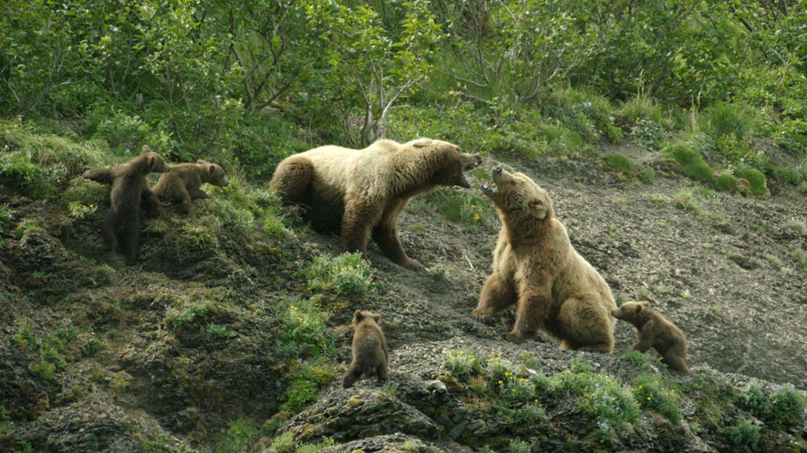 Grizzly Empire 2016 movie scene