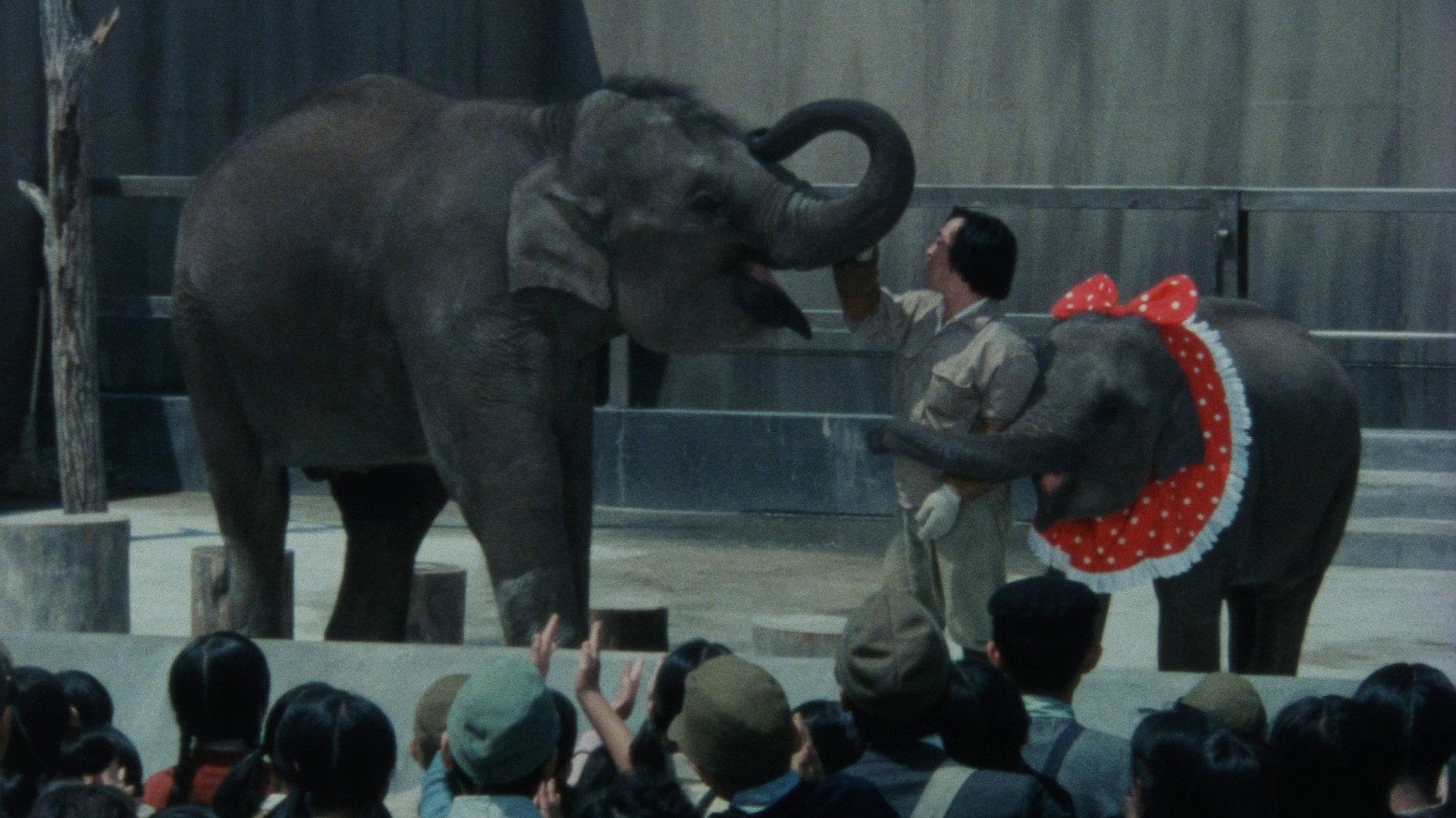 Baby Elephant Story: The angel who descended to earth 1986 movie scene