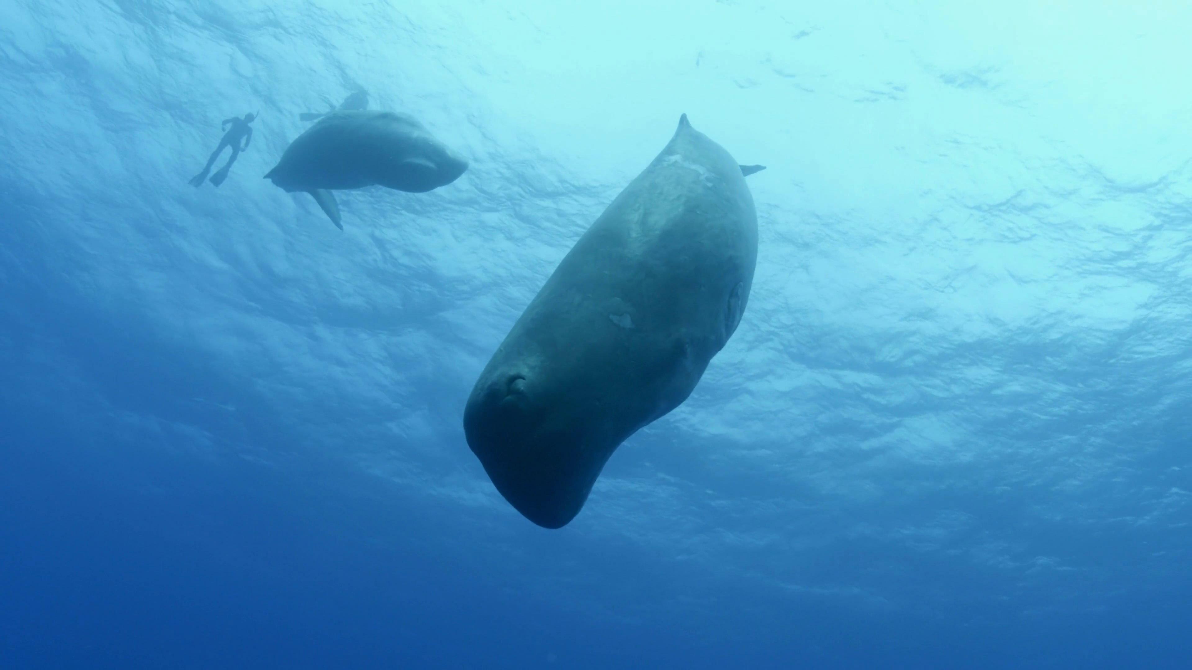 Song of the Sperm Whale 2017 movie scene