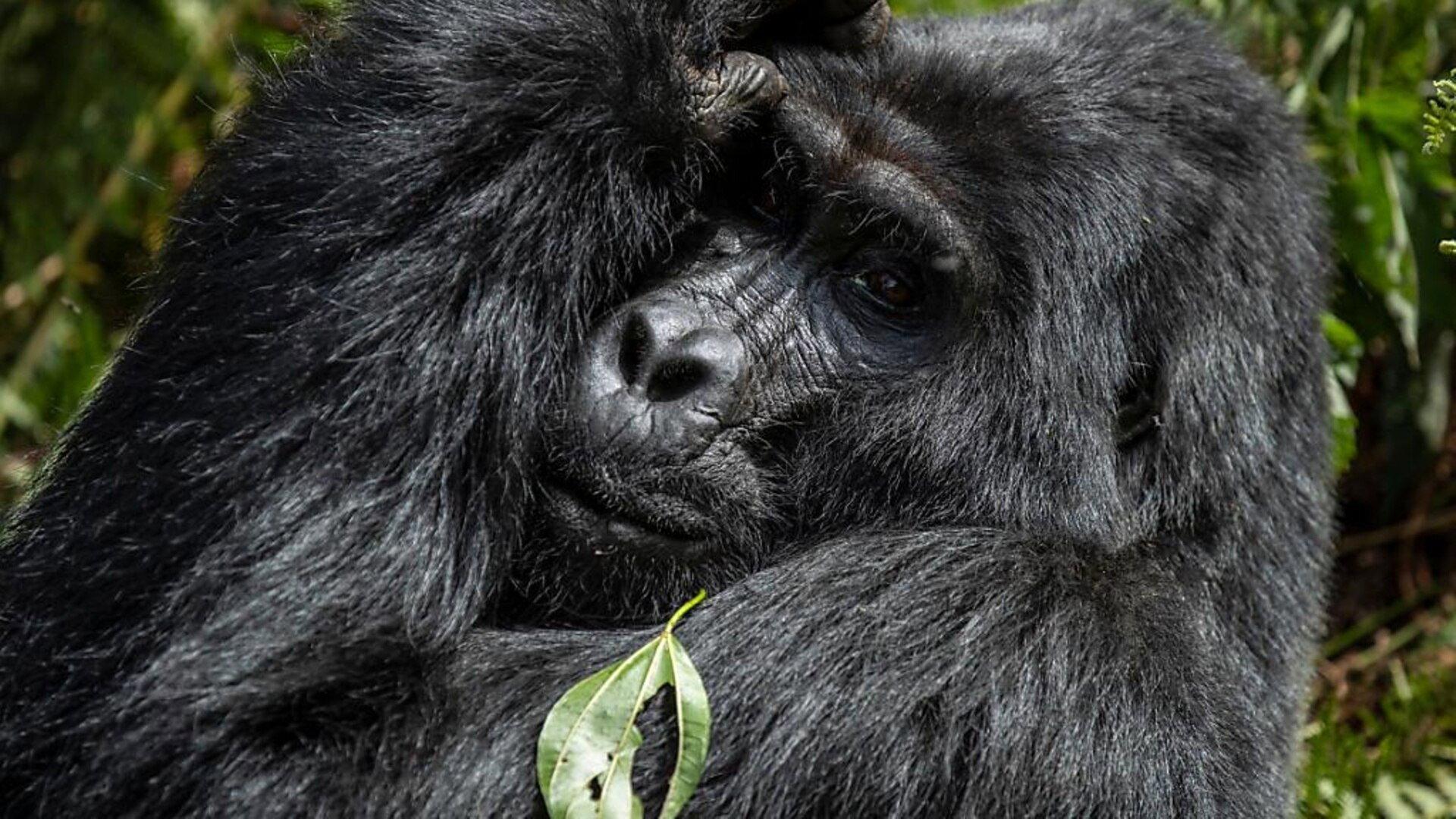 Gorillas unter Stress 2020 movie scene