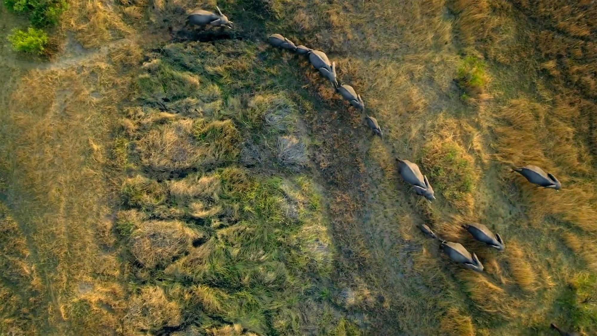 Migrations: Herds on the Move 2020 movie scene