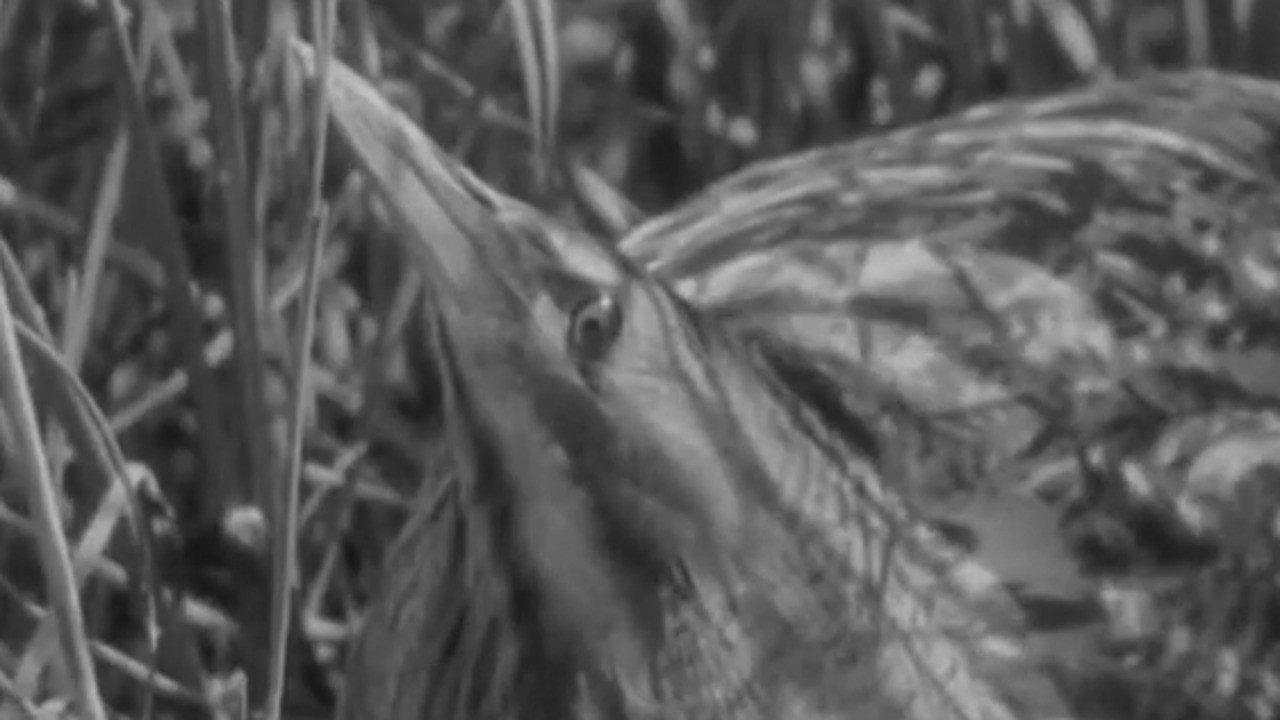 The Bittern 1931 movie scene