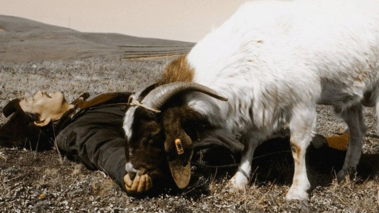Two Great Sheep 2004 movie scene