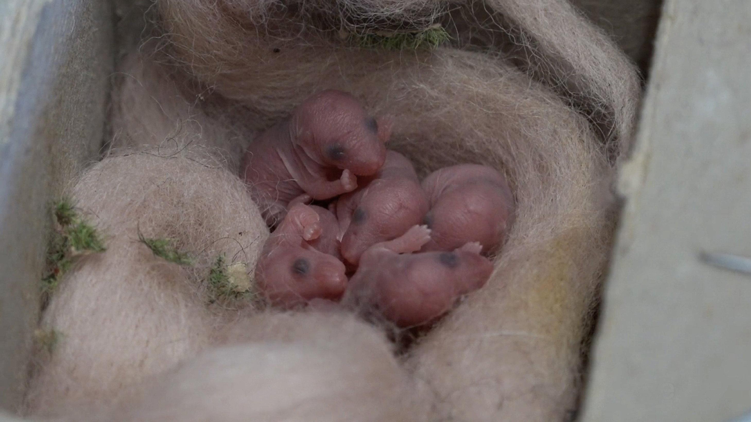 Mice of Rietveld 2019 movie scene