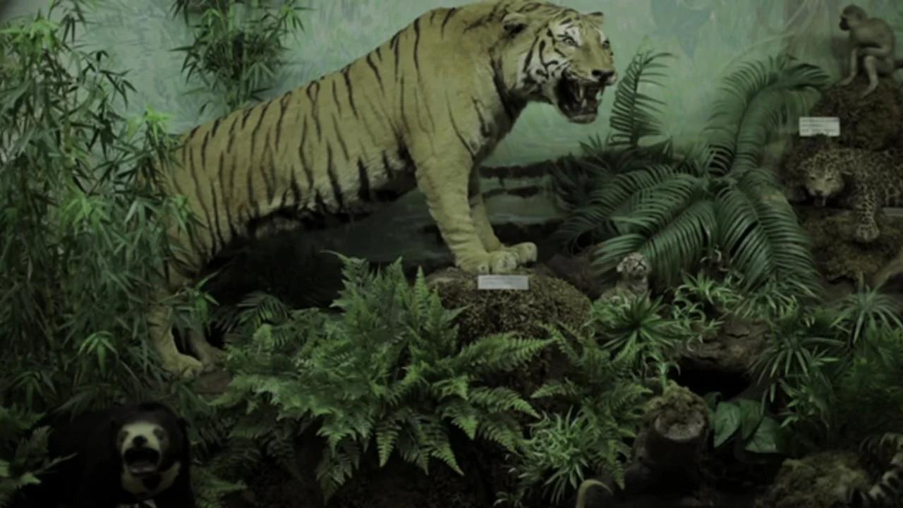 Washingtonia 2014 movie scene
