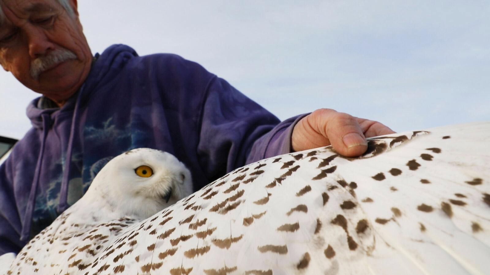 The Snowy Owls of Logan Airport 2024 movie scene