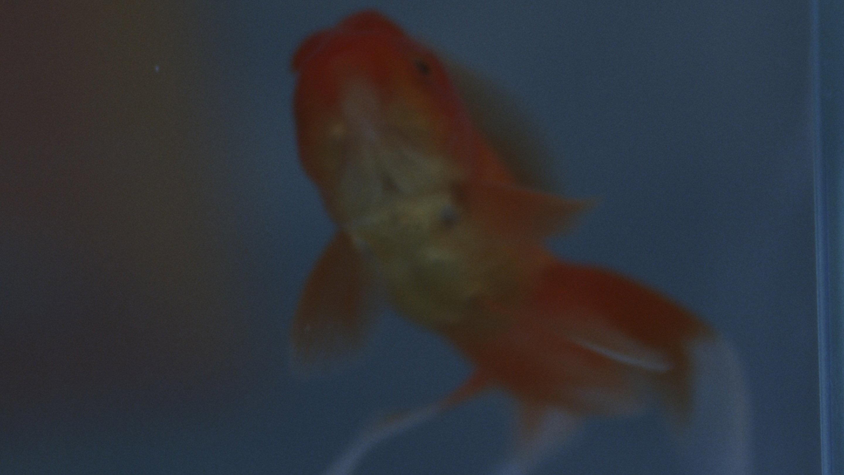 how do goldfish die movie scene