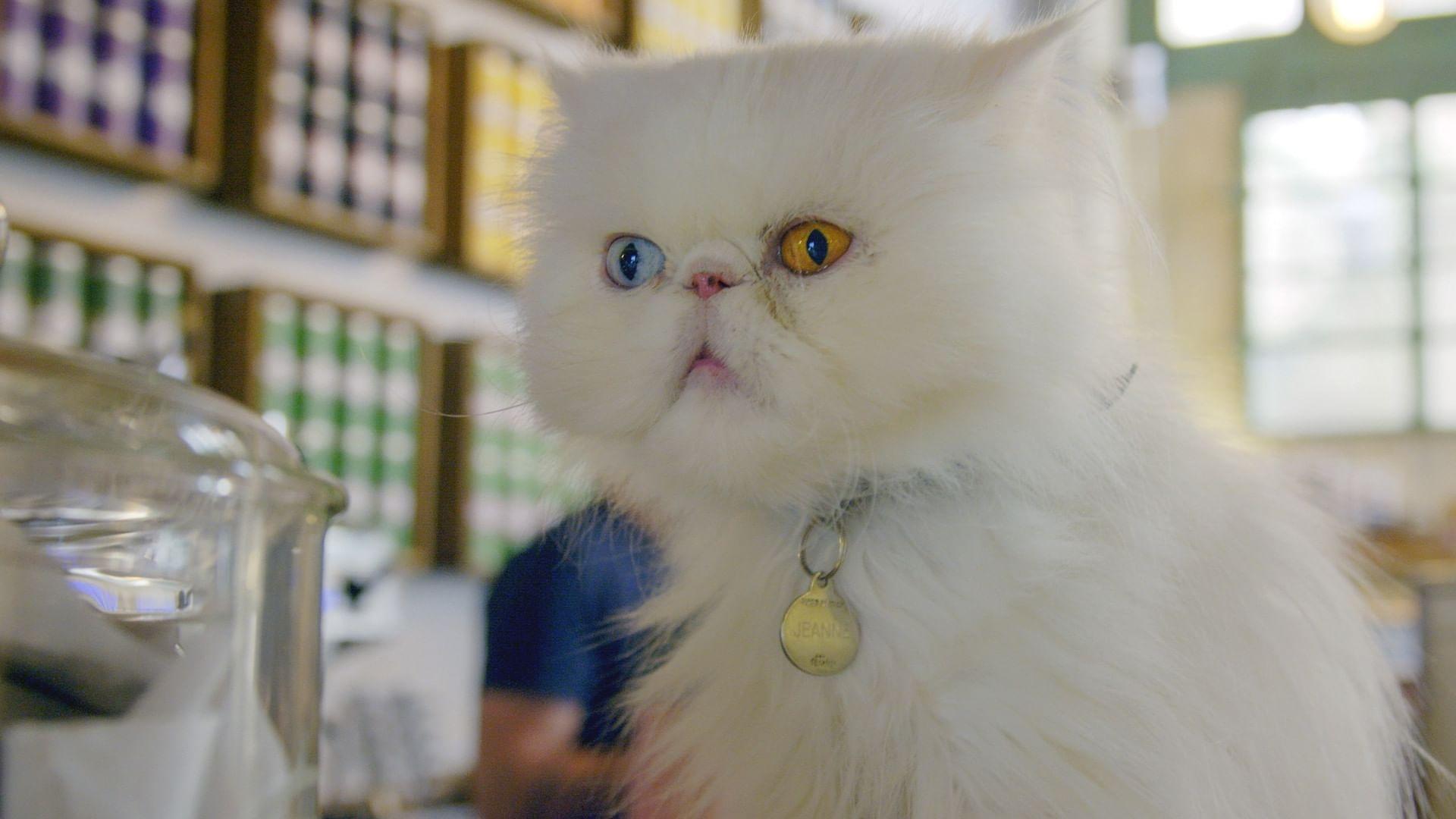 Comment le chat a conquis le monde 2020 movie scene