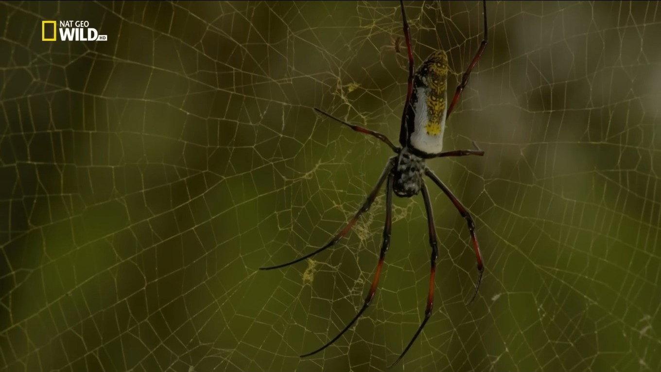 Incredible Spiders 2016 movie scene