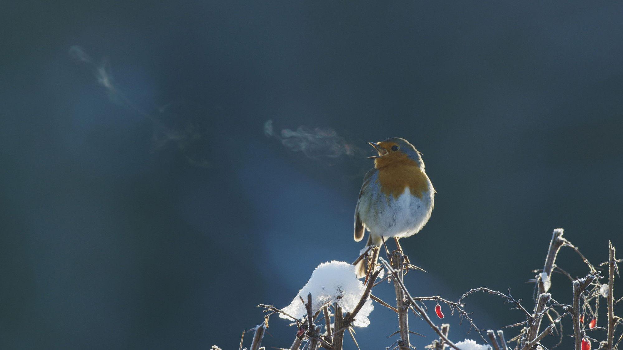 Attenborough's Wonder of Song 2022 movie scene
