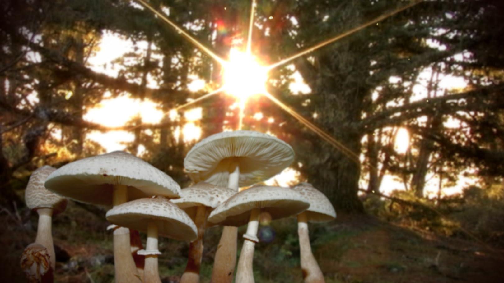 Know Your Mushrooms 2009 movie scene