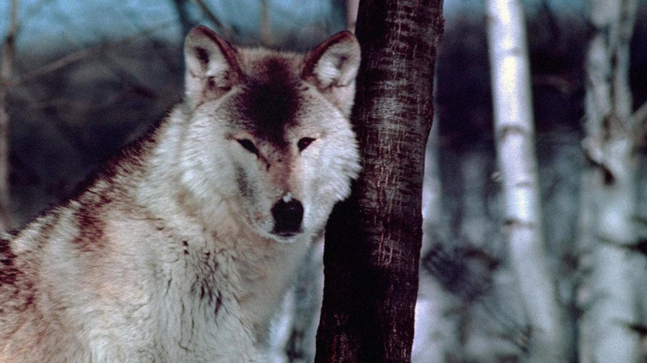 Wolf Pack 1974 movie scene