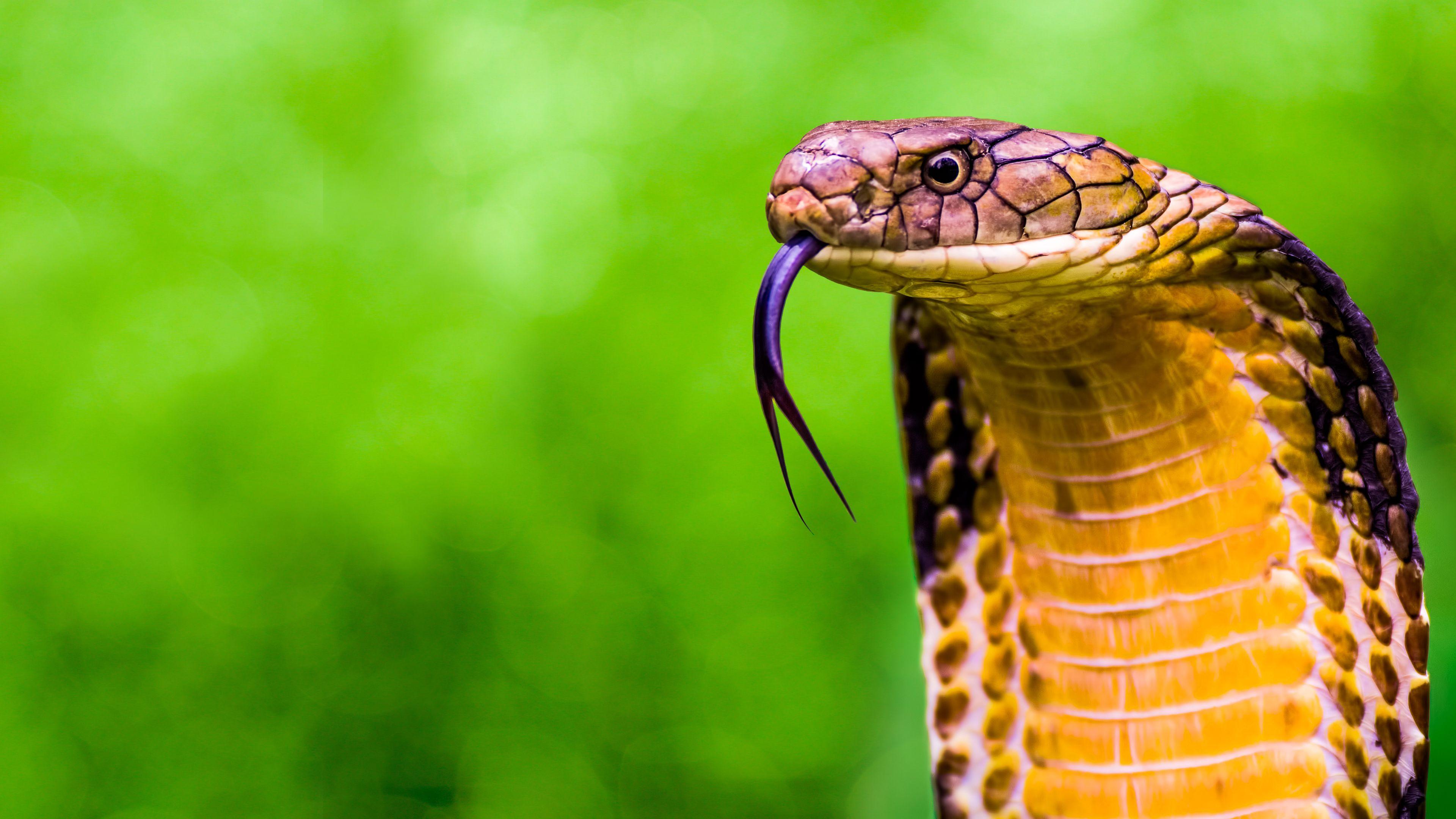 Secrets of the King Cobra 2010 movie scene