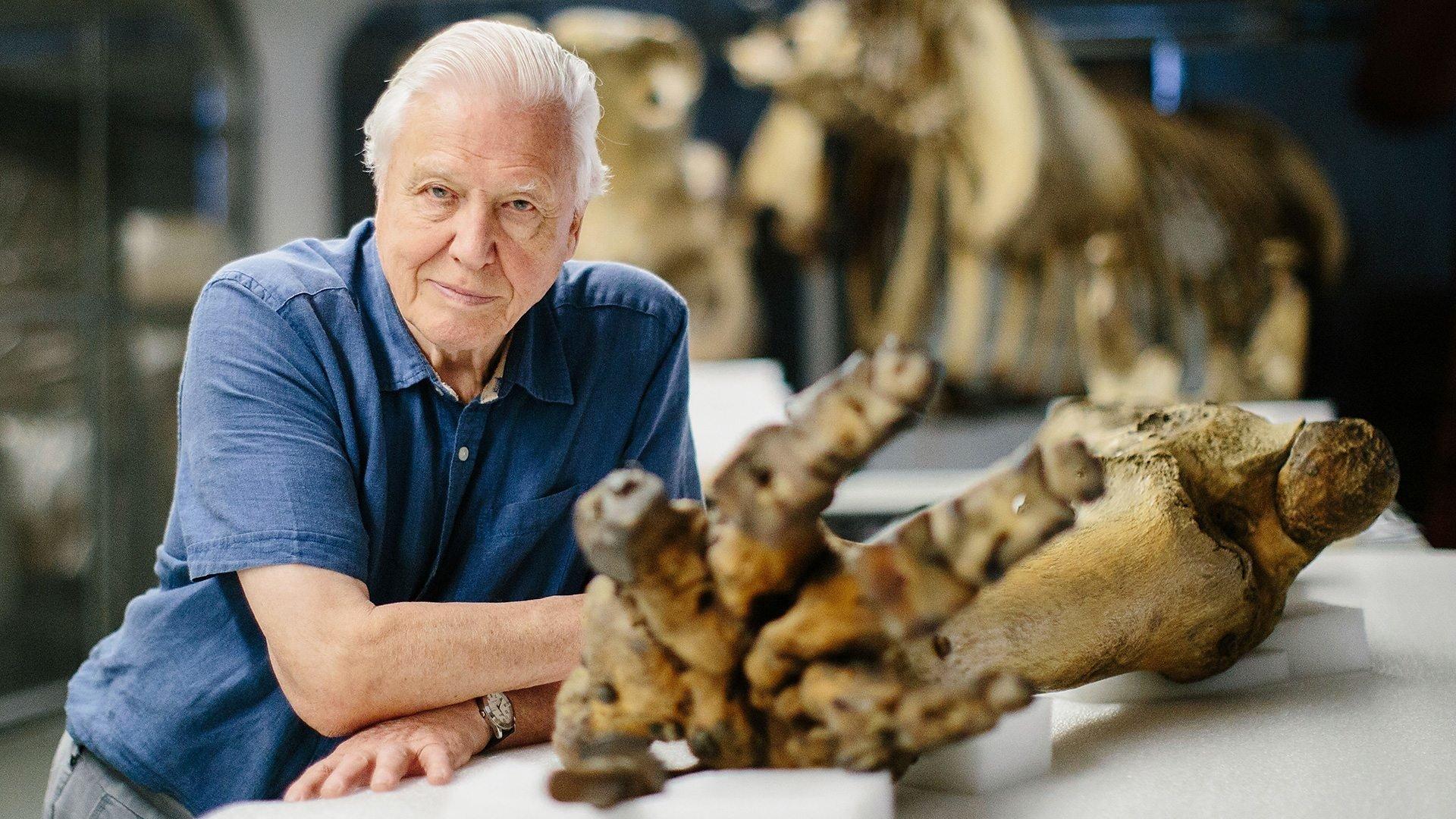 Attenborough and the Giant Elephant 2017 movie scene
