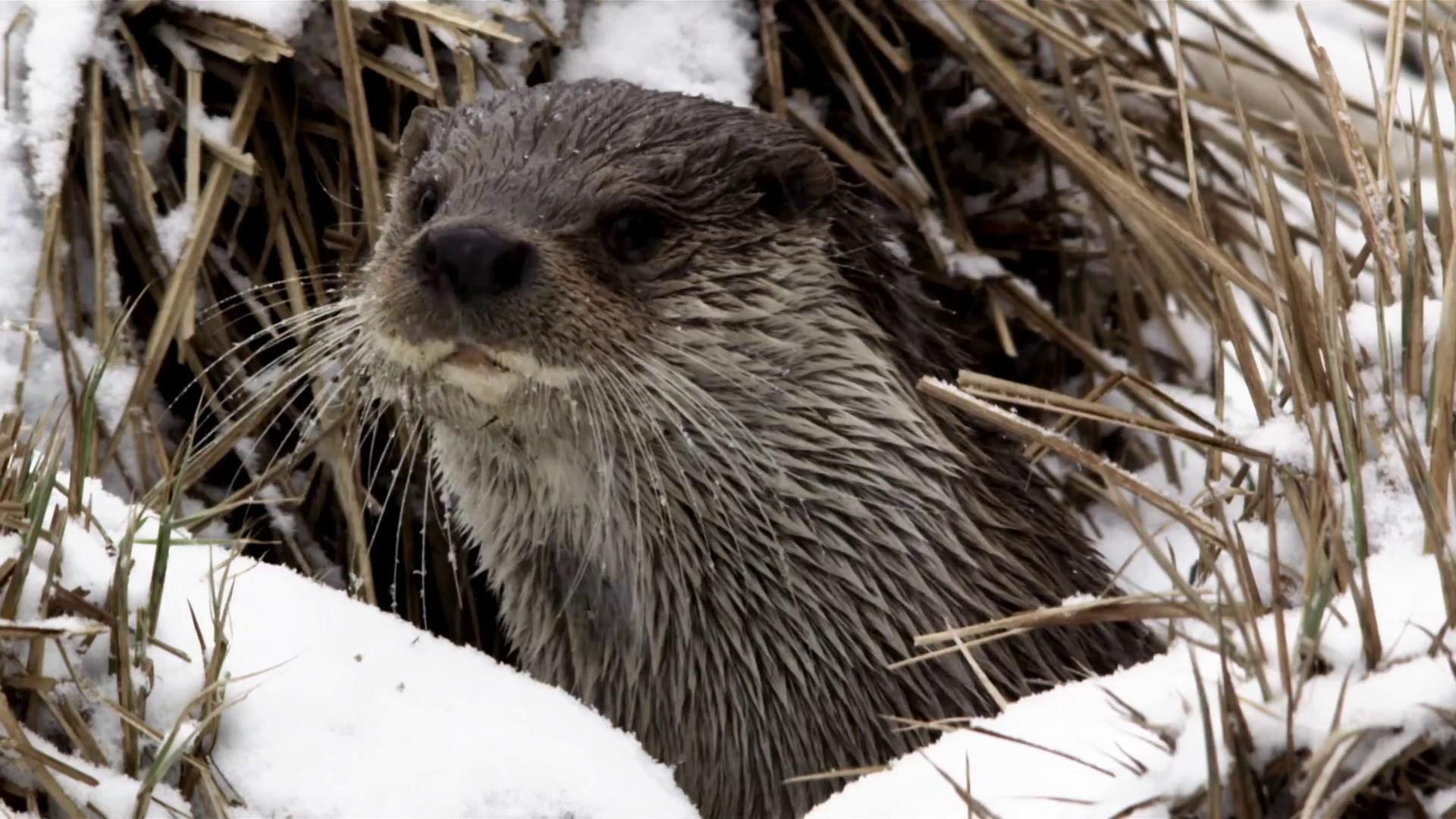 Seasons of the Otter 2021 movie scene