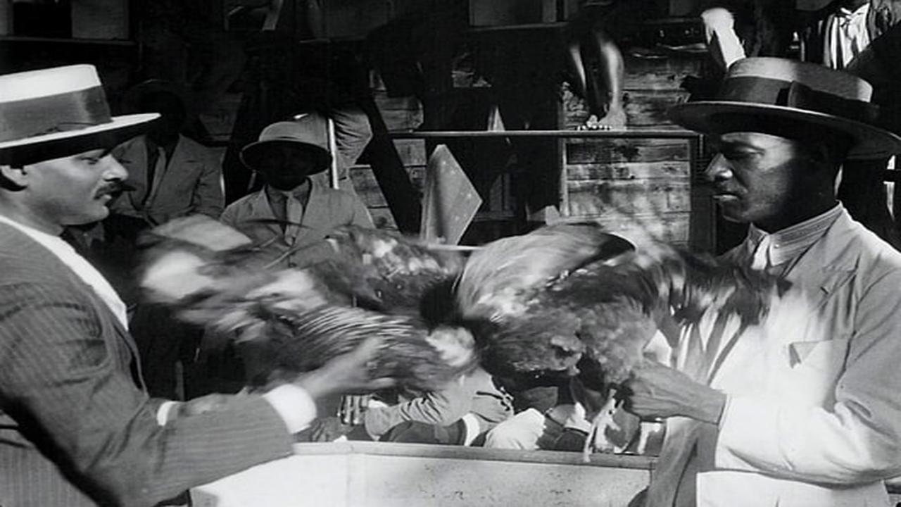 Guadeloupe, le pays des Belles-Eaux 1928 movie scene