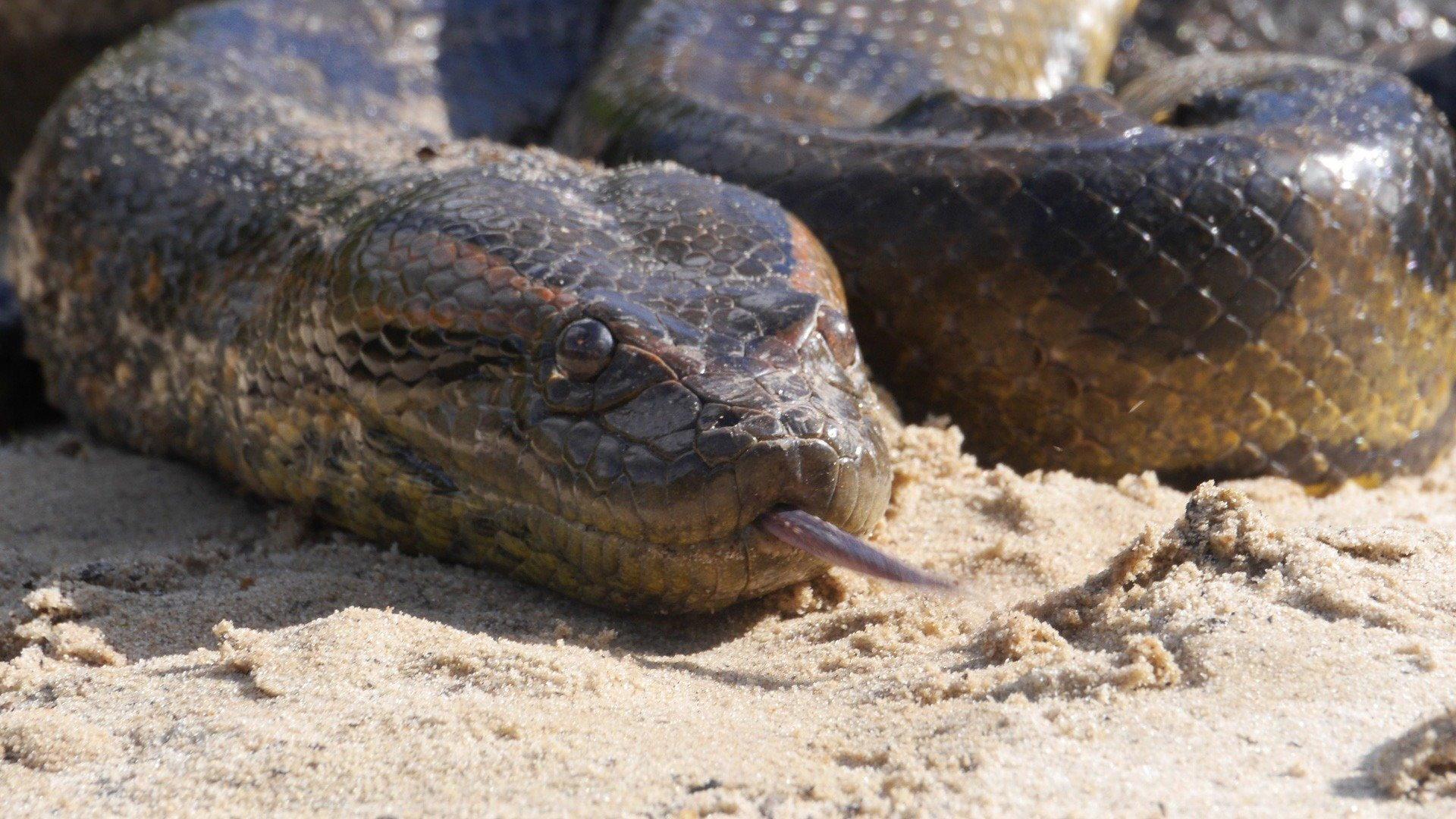 Anaconda: Silent Killer 2014 movie scene