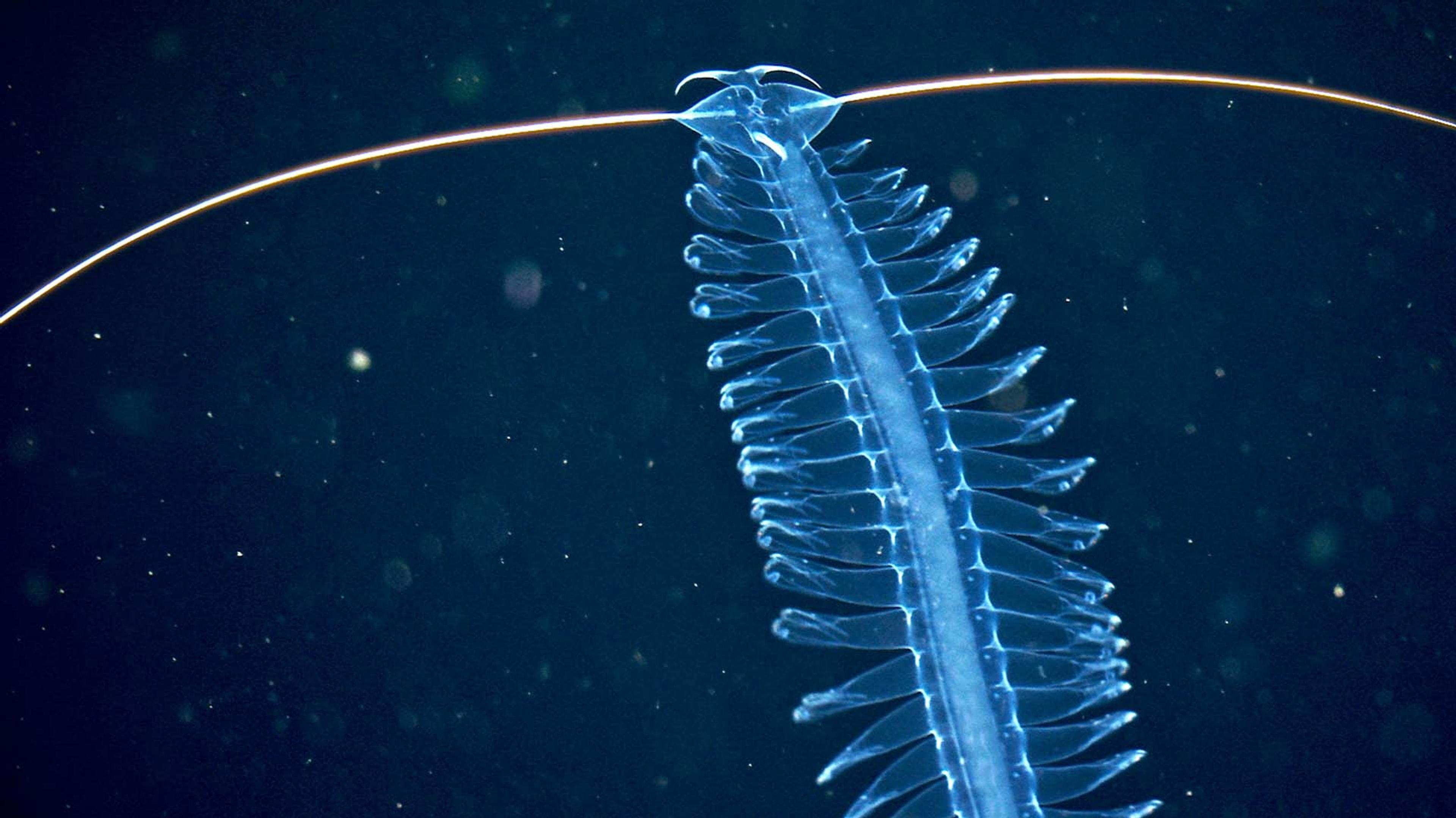 Deep sea exploration : the last frontiers on Earth 2026 movie scene