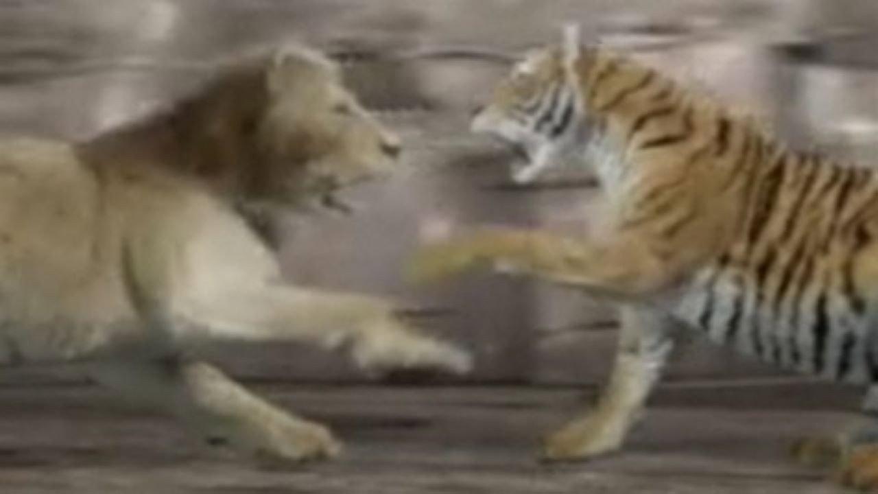 Animal Face-Off: Lion vs. Tiger 2004 movie scene