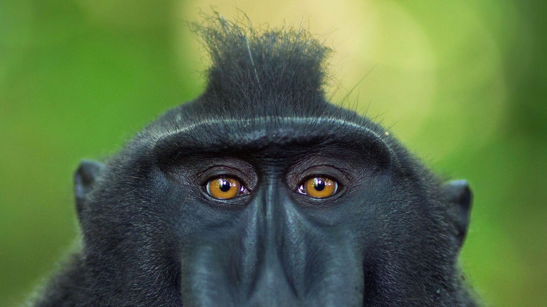 Meet the Monkeys 2013 movie scene