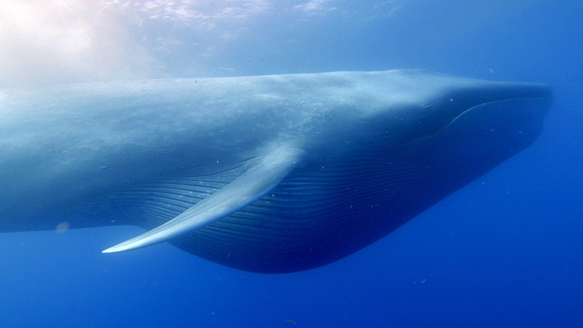 Ocean Giants 2011 movie scene