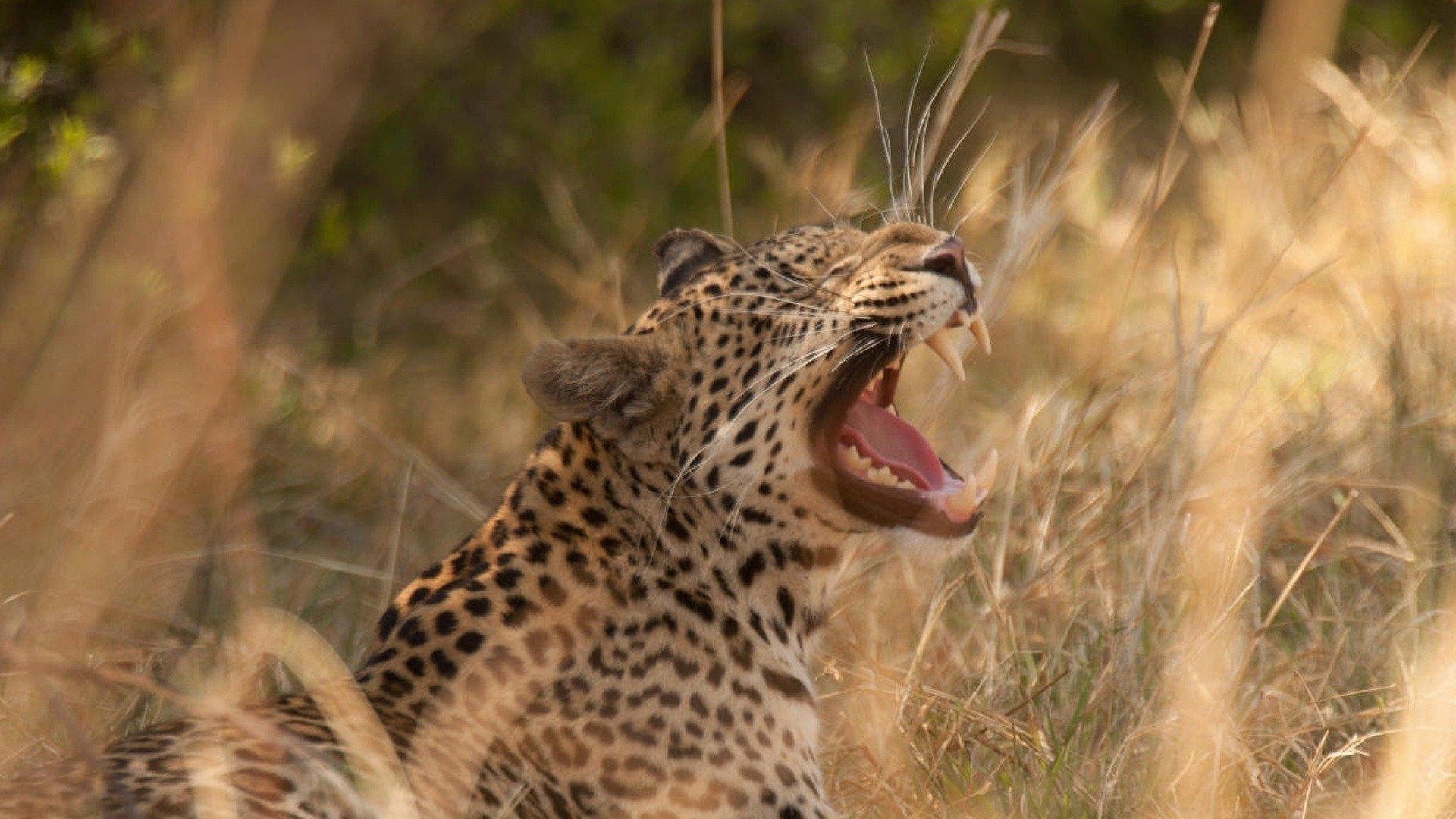 Diary of a Teen Leopard 2020 movie scene
