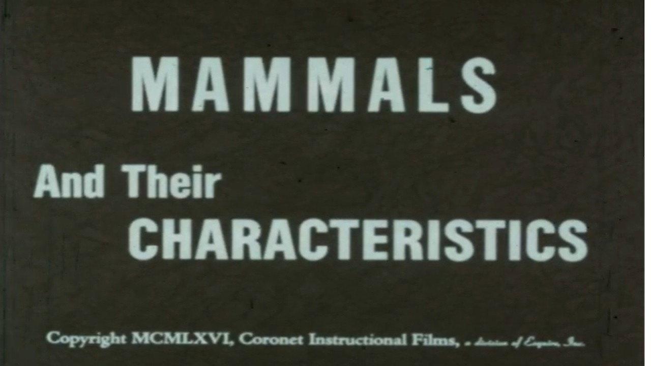 Mammals and Their Characteristics 1966 movie scene