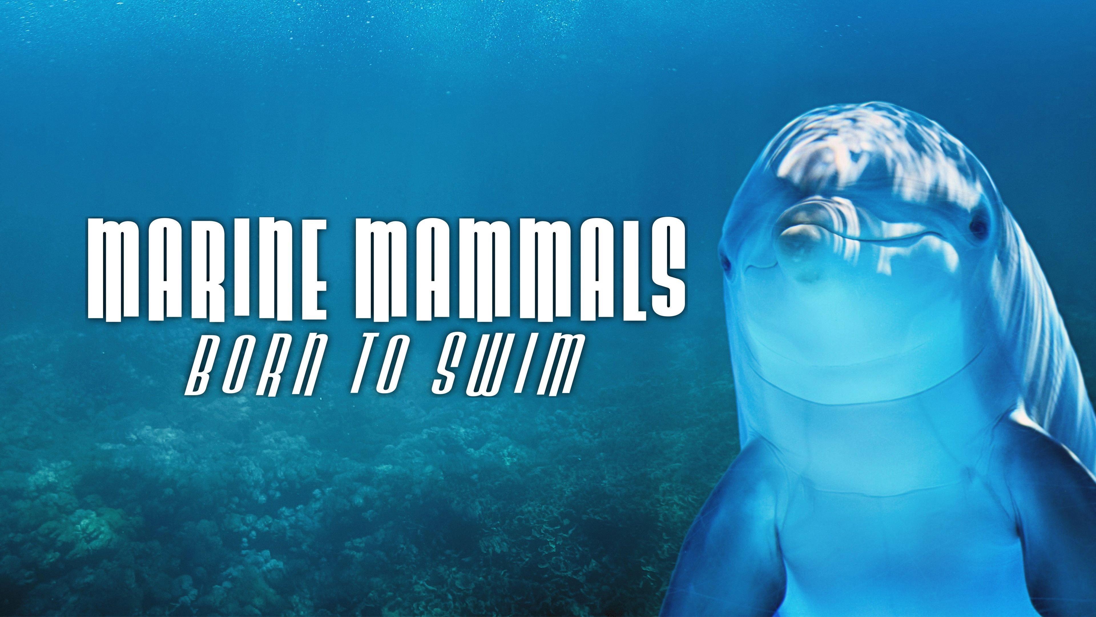 Marine Mammals - Born to Swim  movie scene