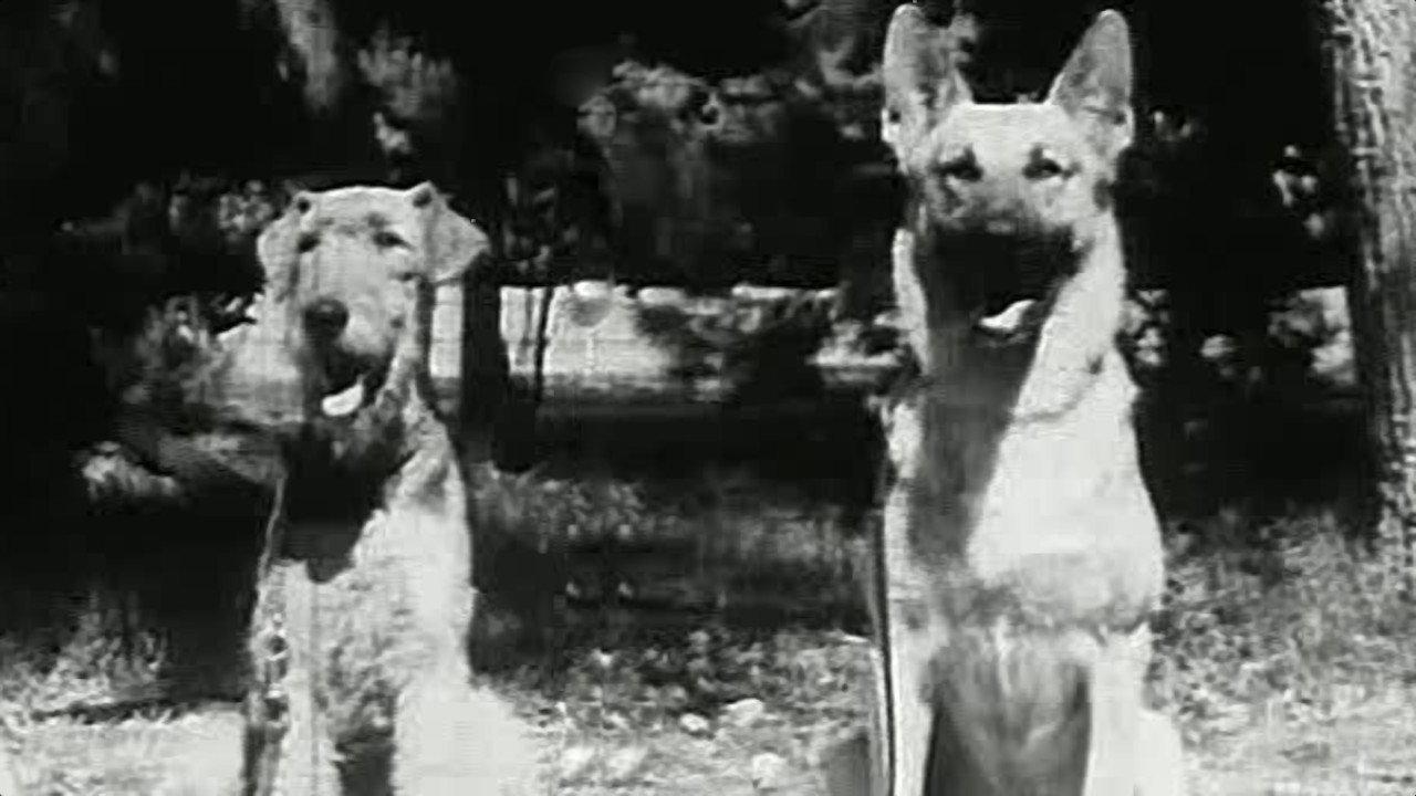 War Dogs 1942 movie scene
