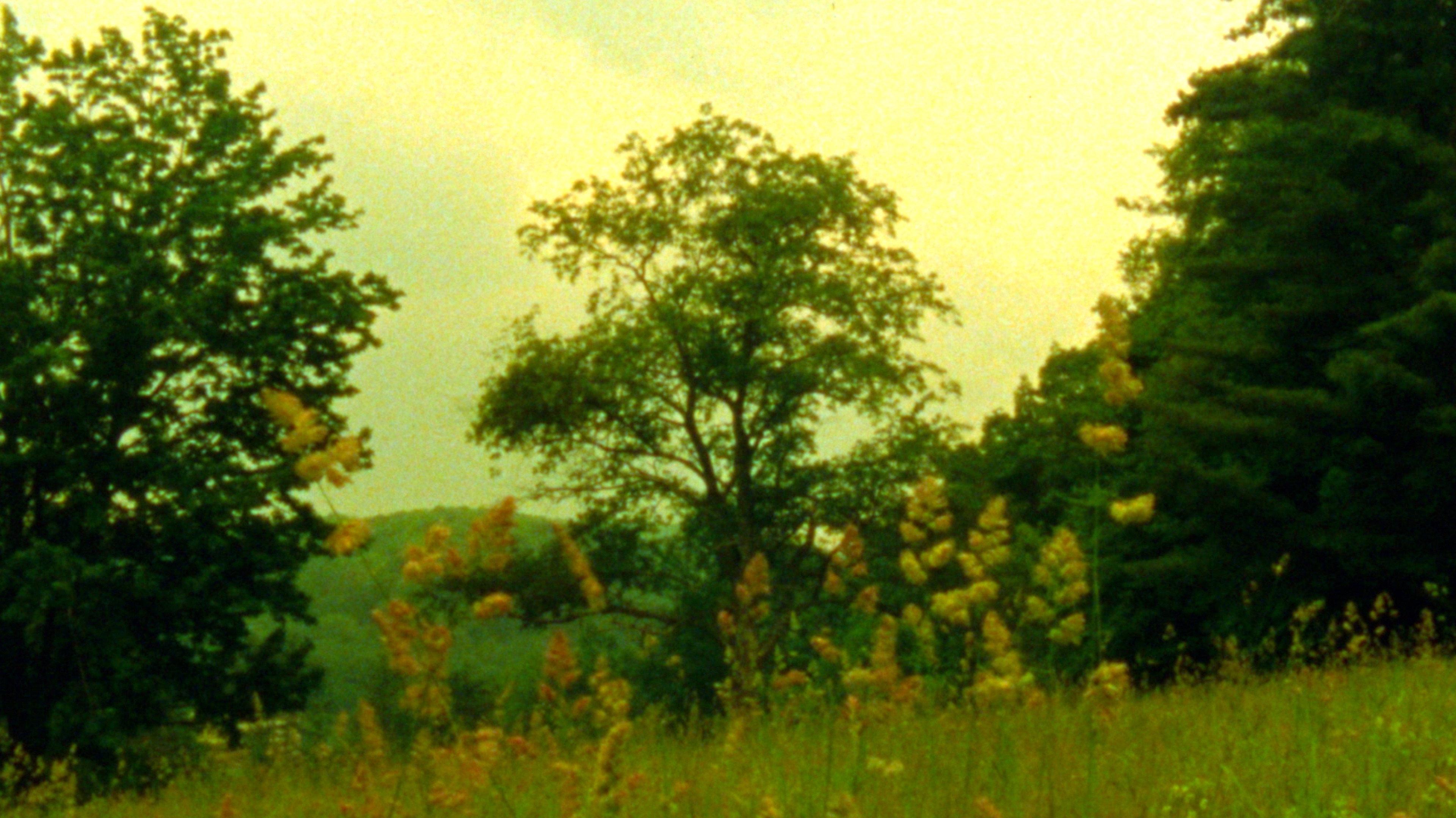 Wildflowers 2023 movie scene