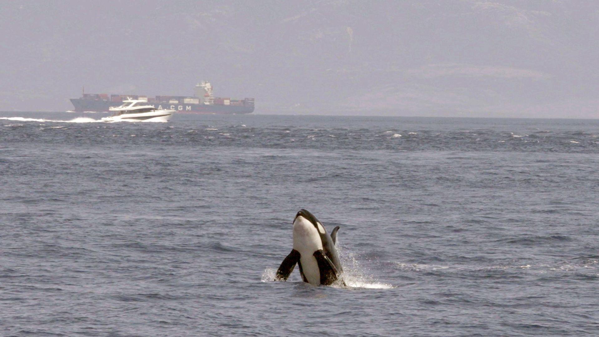 Watch Out for Orcas! Danger Off Gibraltar? 2024 movie scene