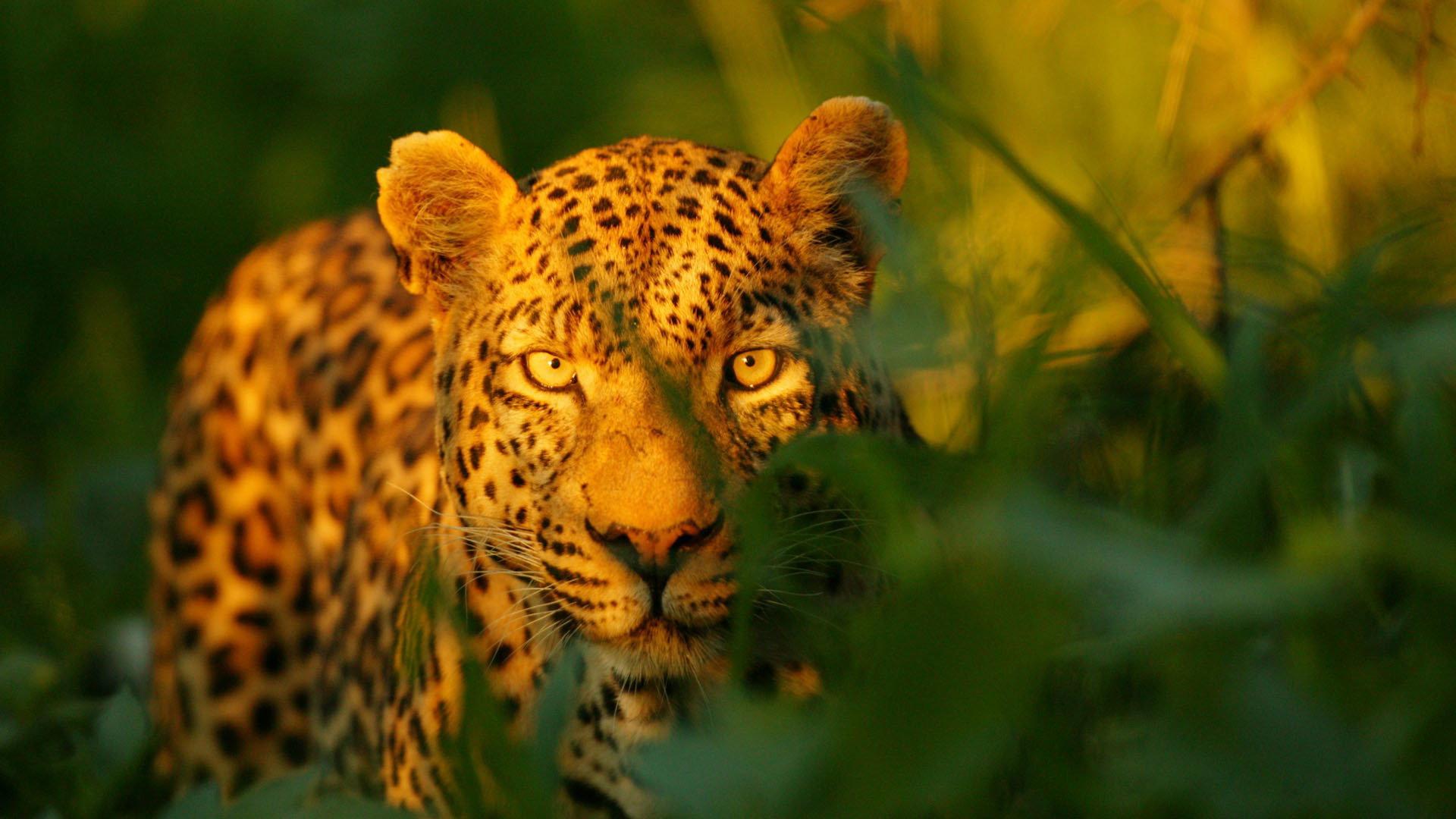 The Unlikely Leopard 2012 movie scene