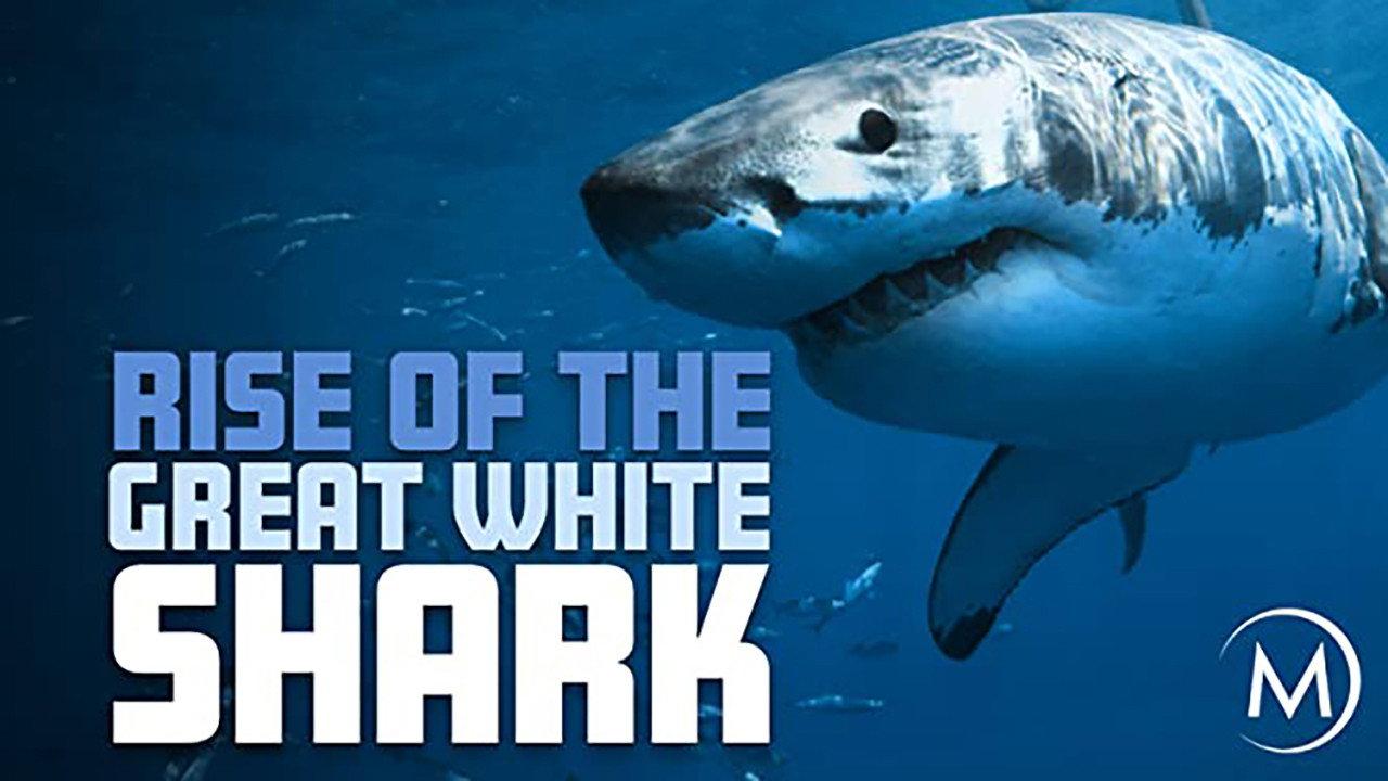 Rise Of The Great White Shark 2017 movie scene