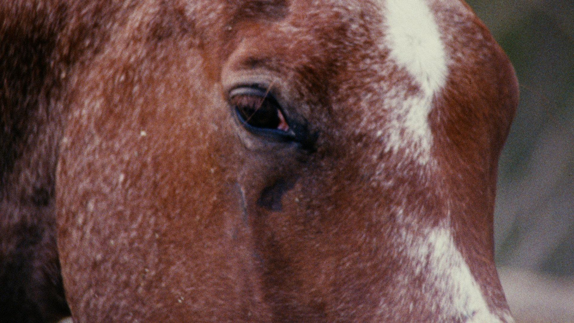 Horse Language  movie scene