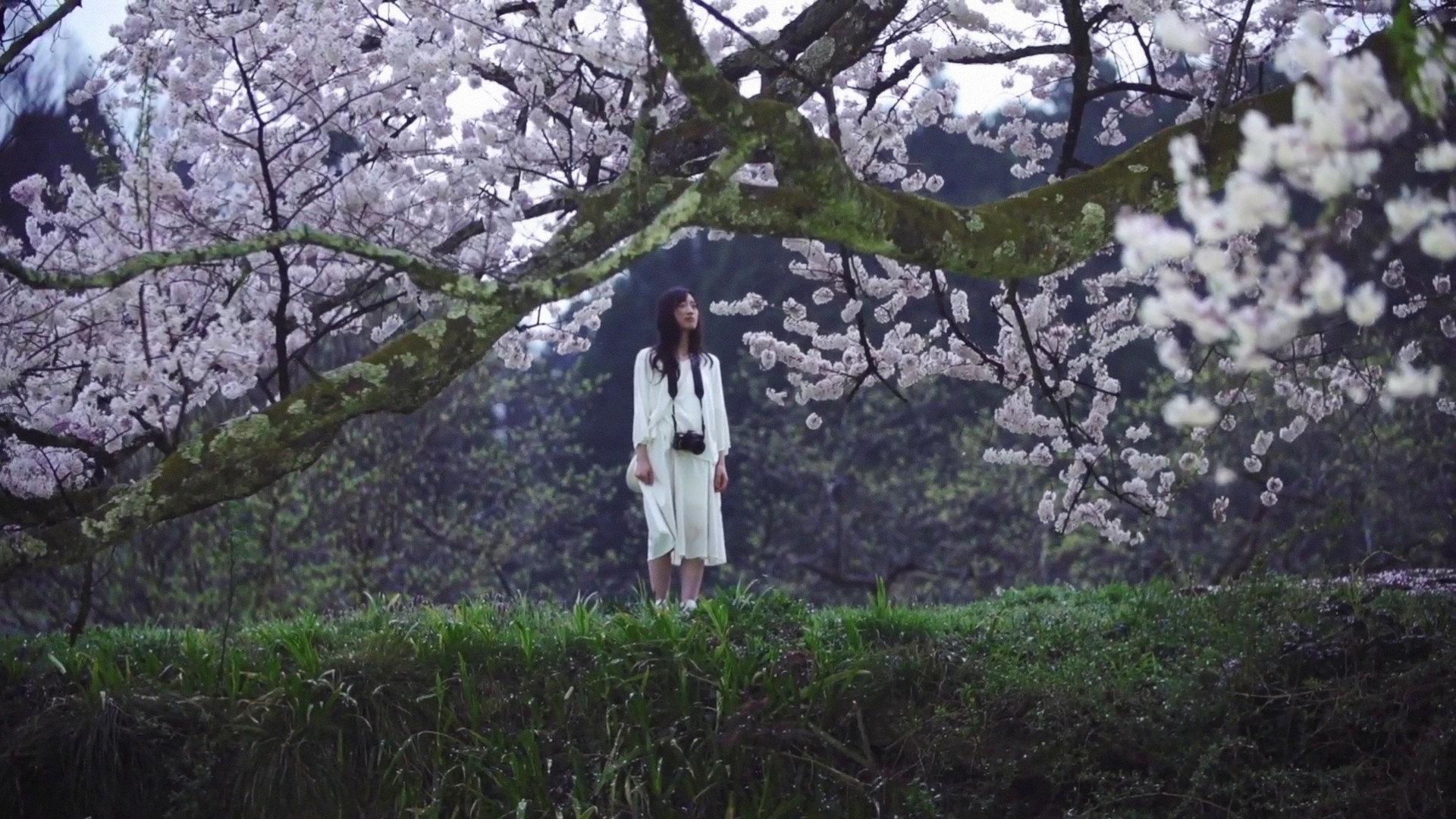 Cherry Blossom on My Palm 2018 movie scene