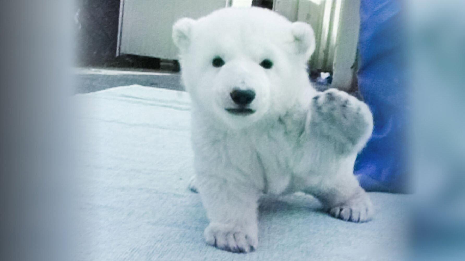 Peace the Polar Bear: 25 Years Together 2025 movie scene
