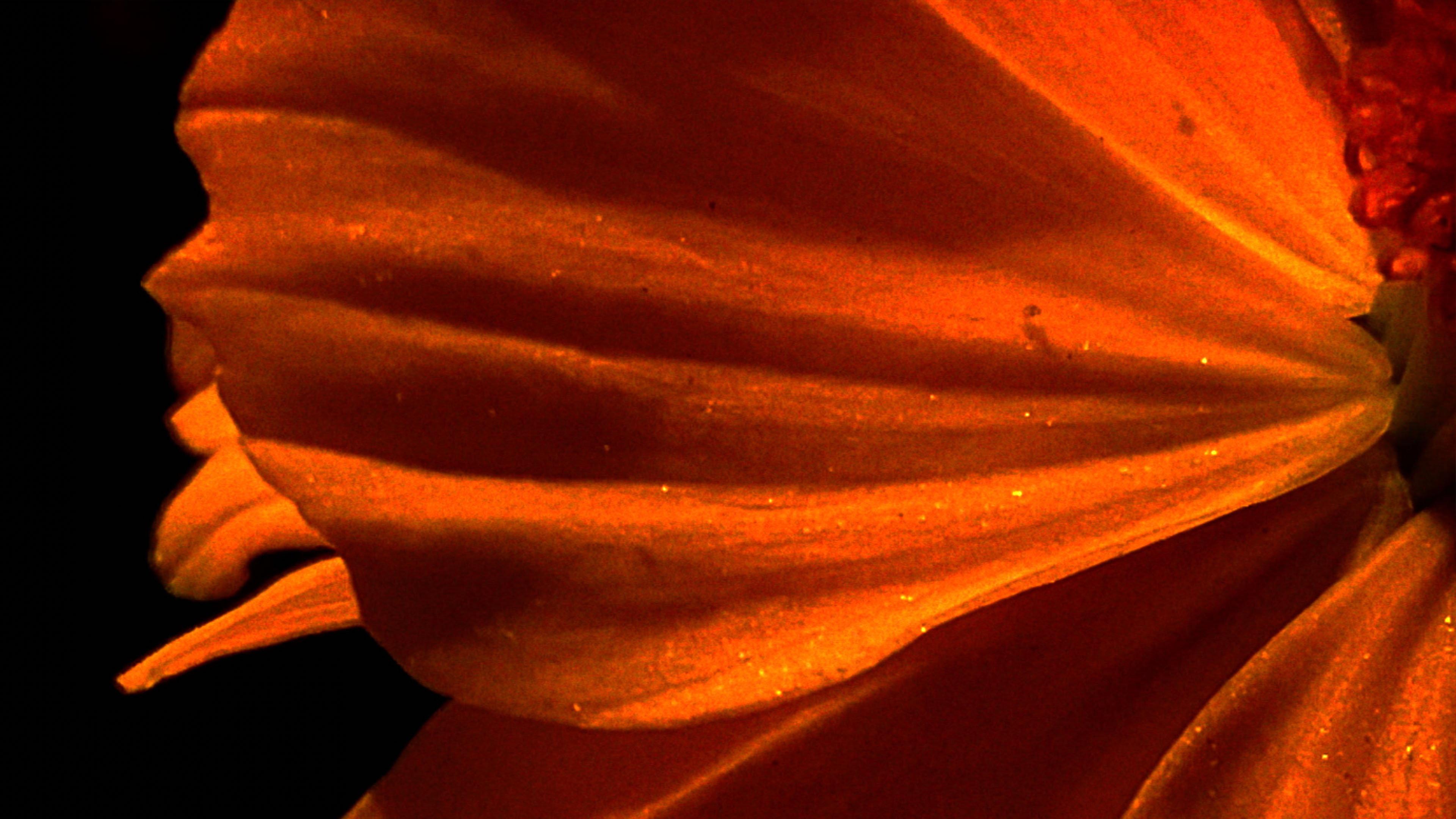 Emergence 2025 movie scene
