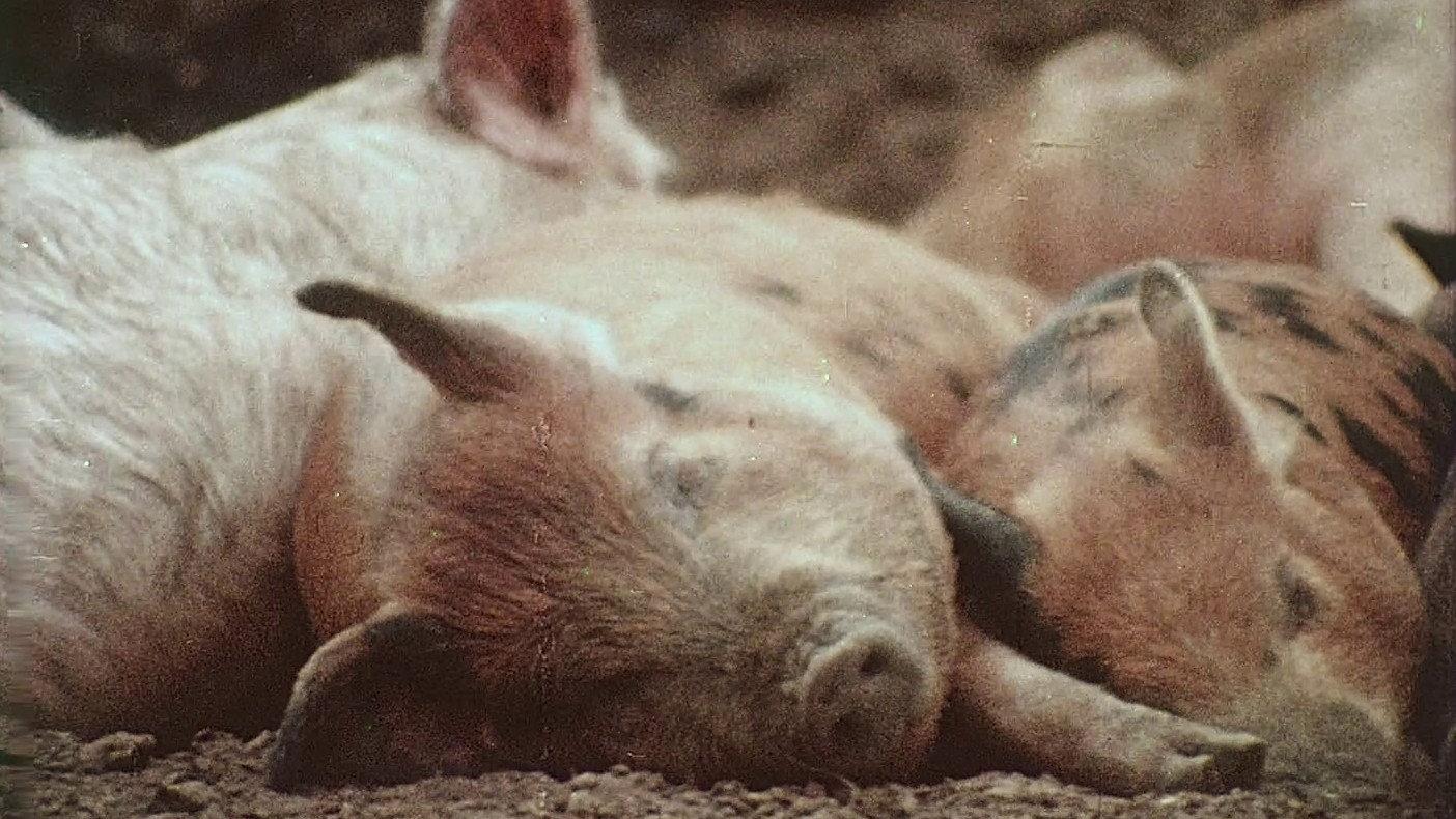 Pigs! 1967 movie scene