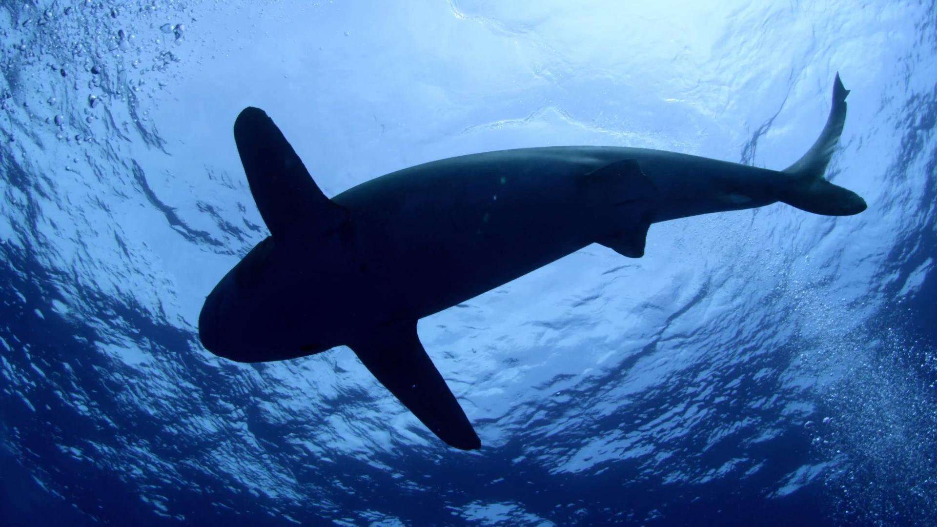 Shark Dive 2015 movie scene