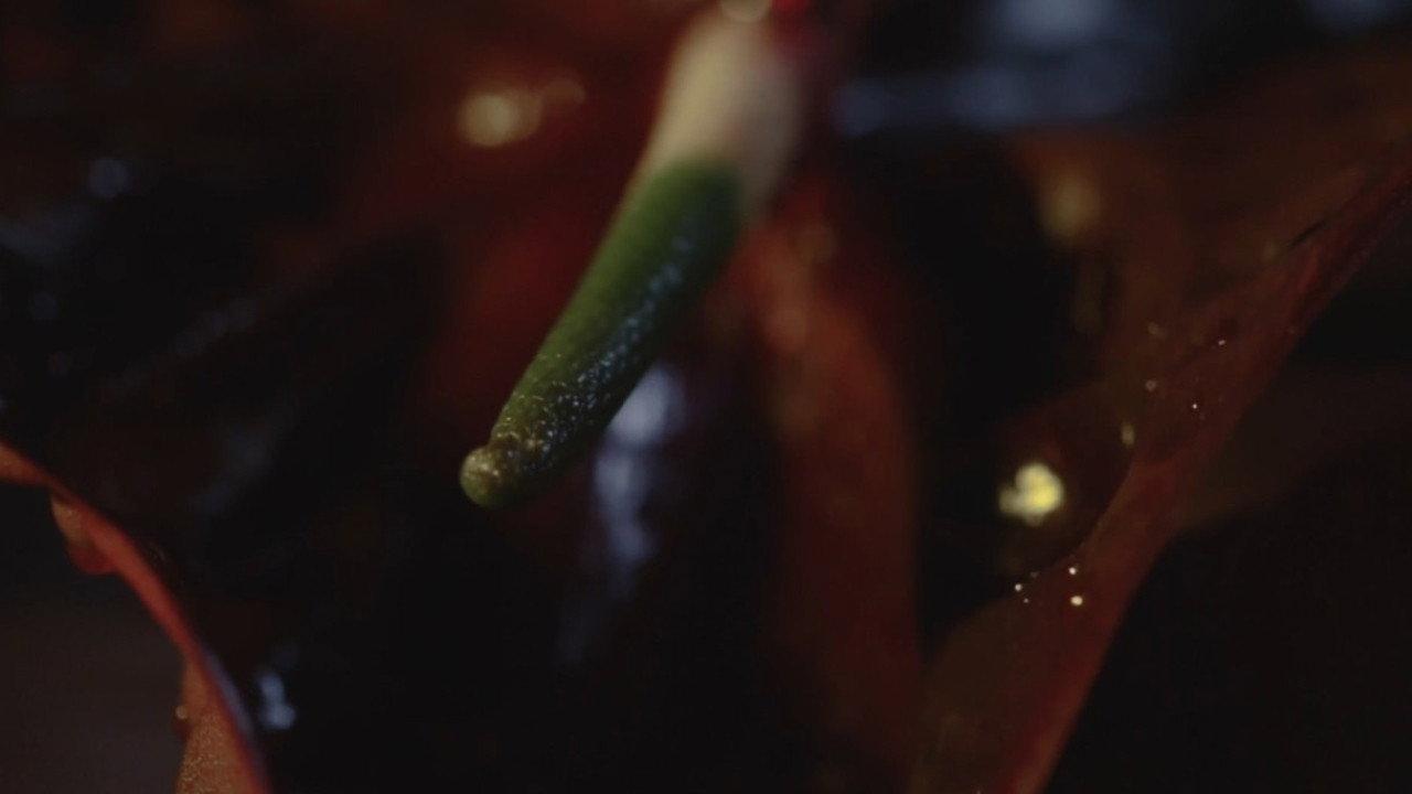 The Decadence 2015 movie scene